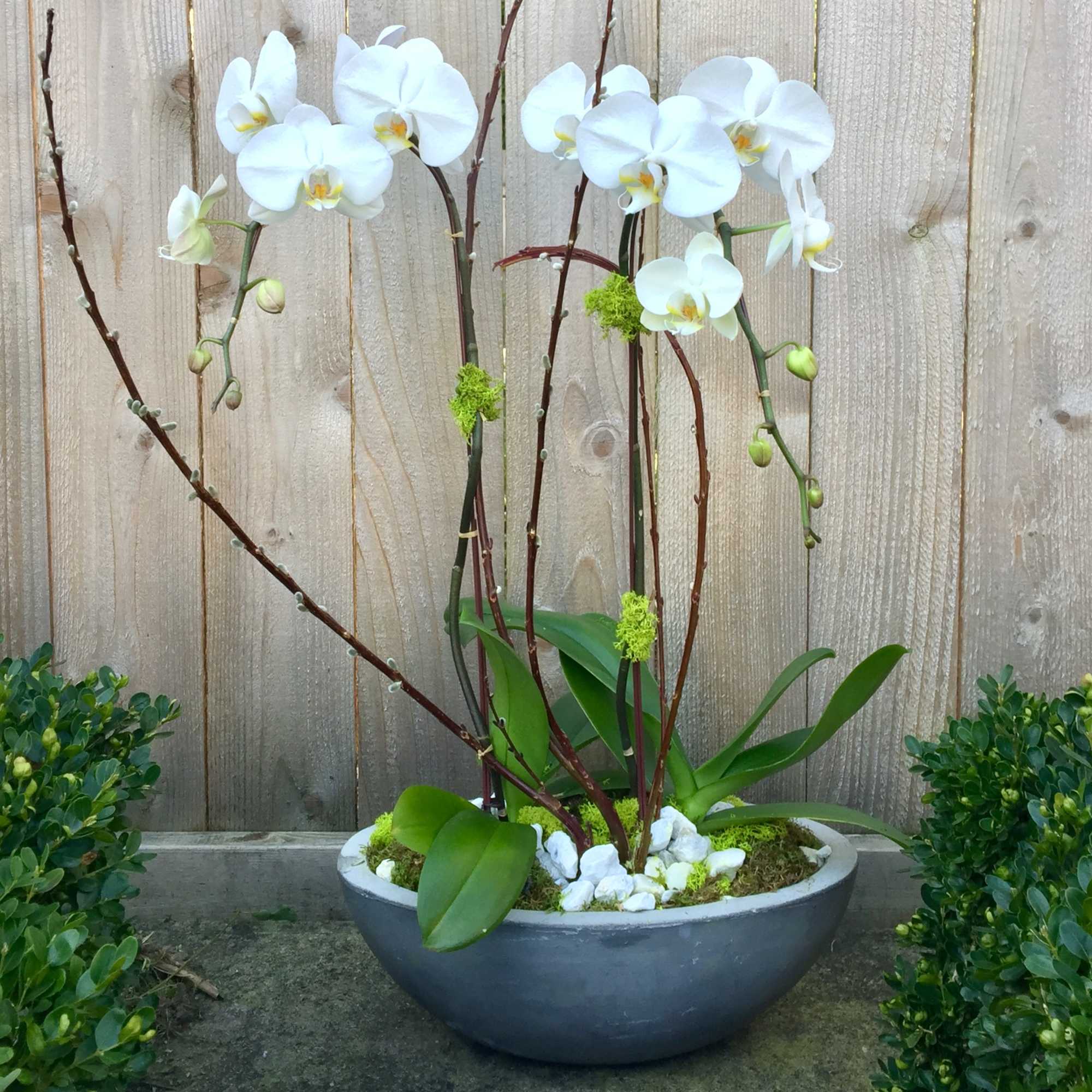 White phalaenopsis orchid planter with arching stems in a gray bowl with white stones and moss.
