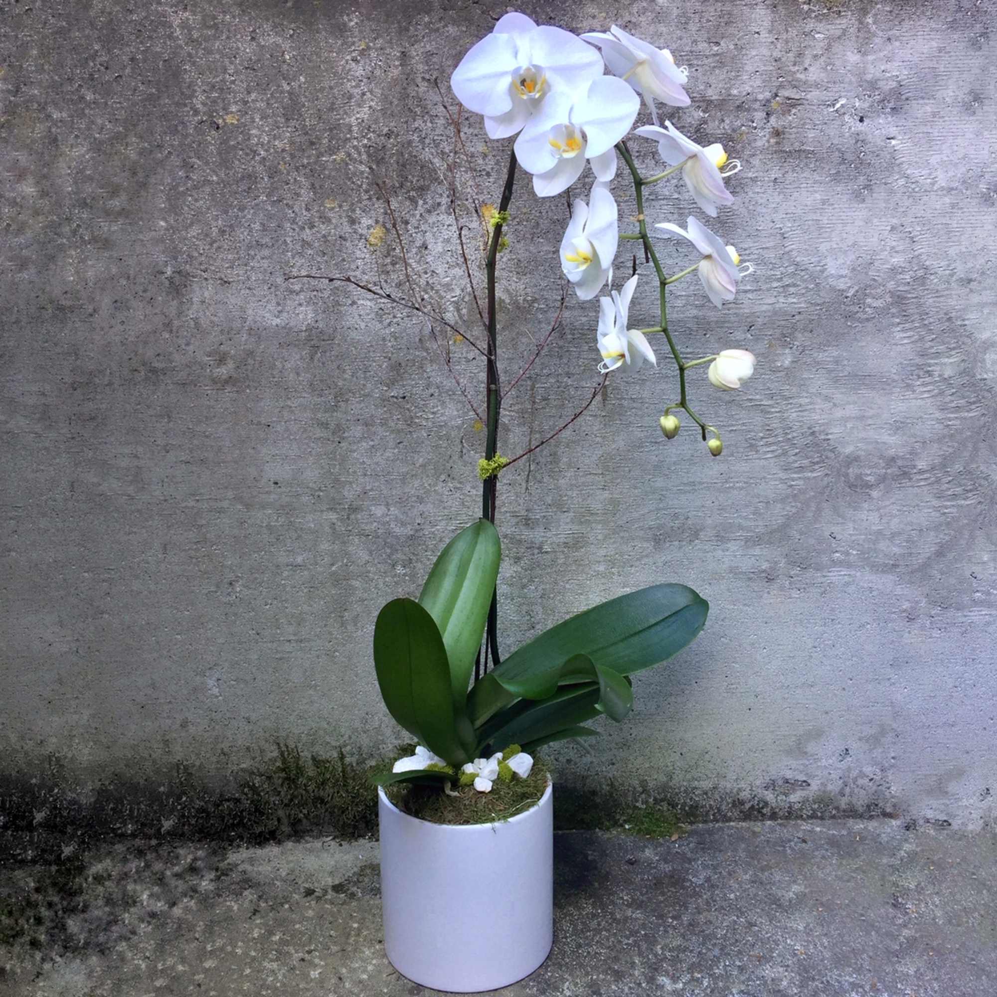 Tall white phalaenopsis orchid plant with arching blooms in a simple white pot