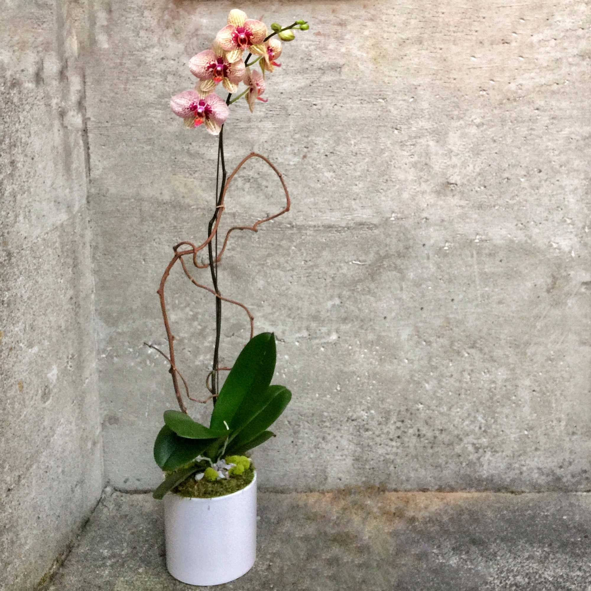 Tall potted phalaenopsis orchid with pale pink and white blooms in a white cylinder pot