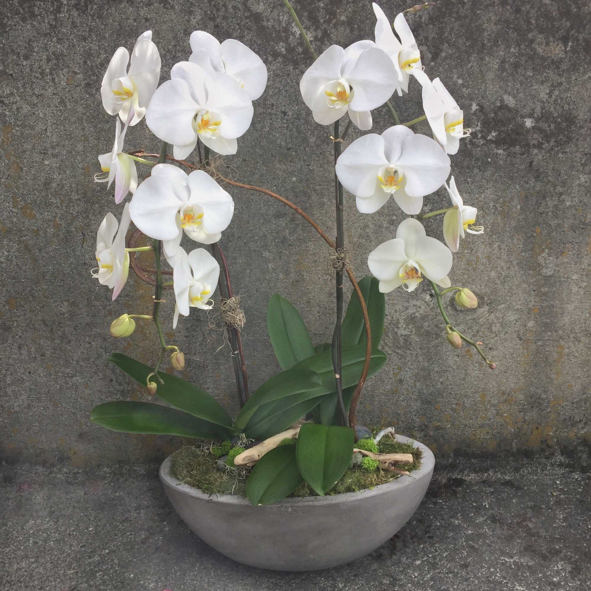 White phalaenopsis orchid plant with multiple blooming stems in a shallow gray bowl planter