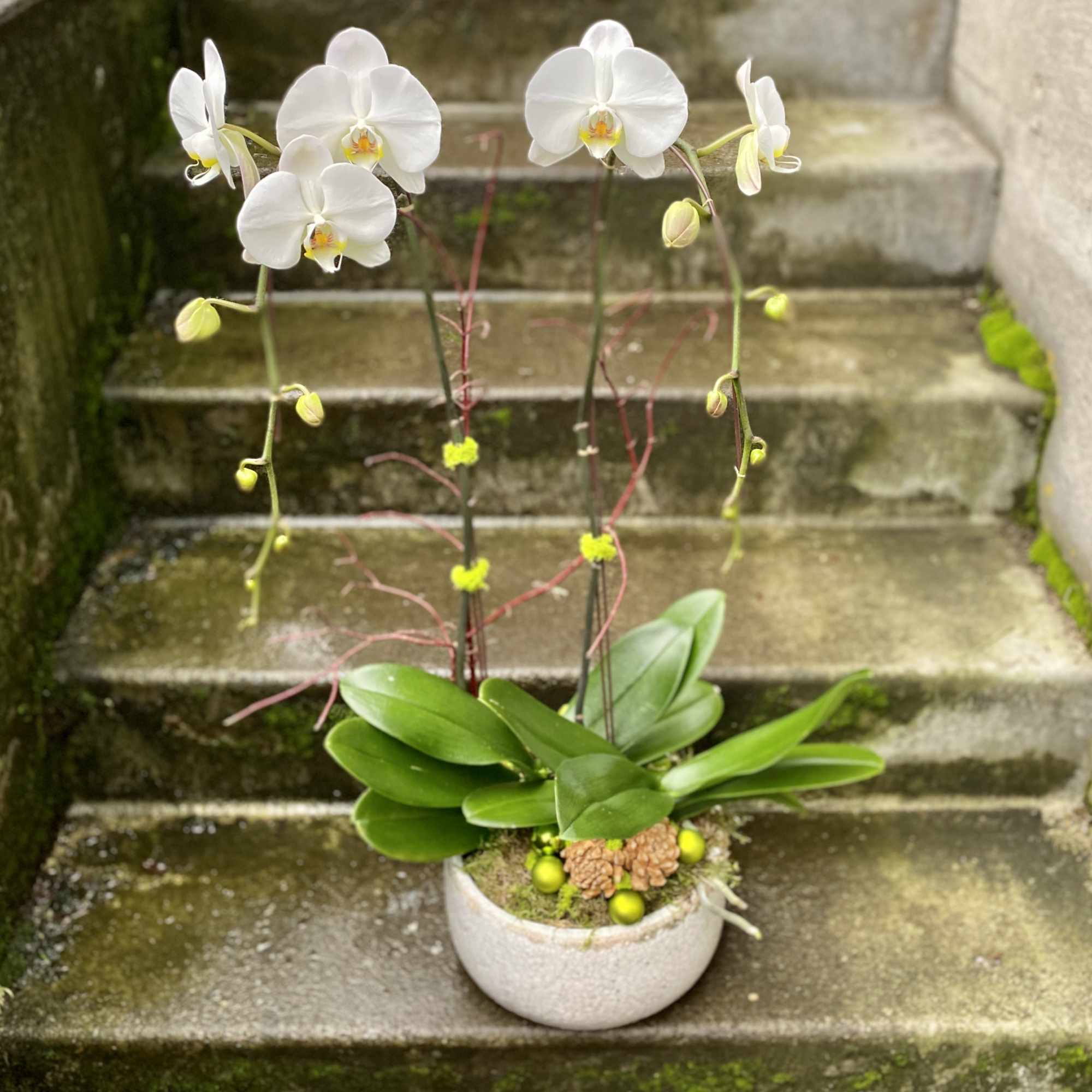 Potted white orchid plant in a round ceramic bowl with decorative accents.