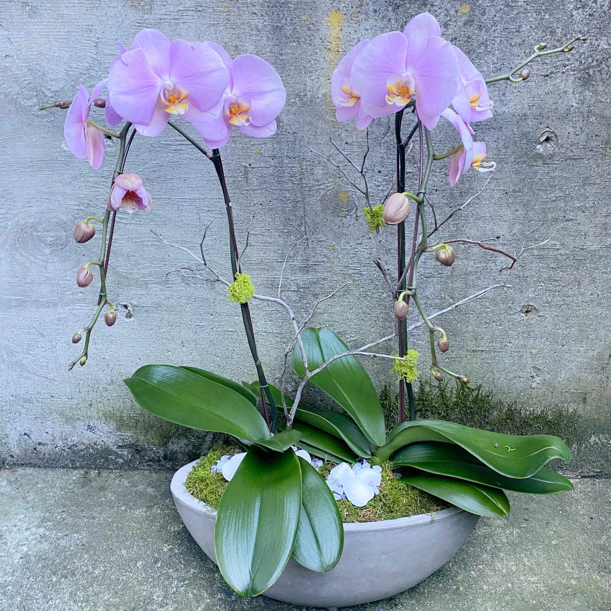 Pale lavender phalaenopsis orchids in a shallow white bowl planter