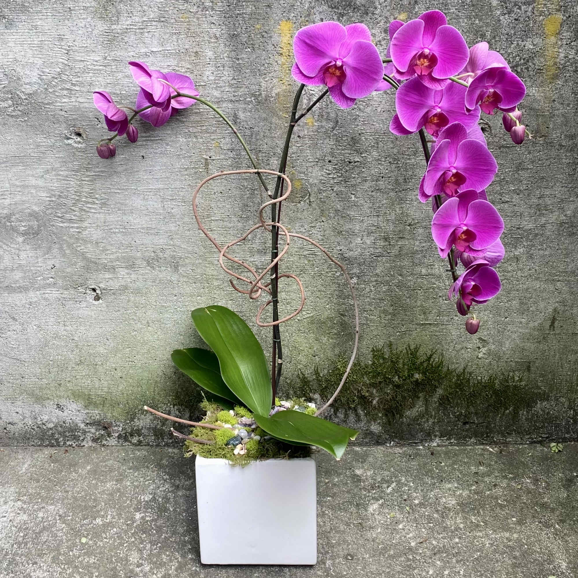 Potted magenta phalaenopsis orchid with arching stem in a white square container