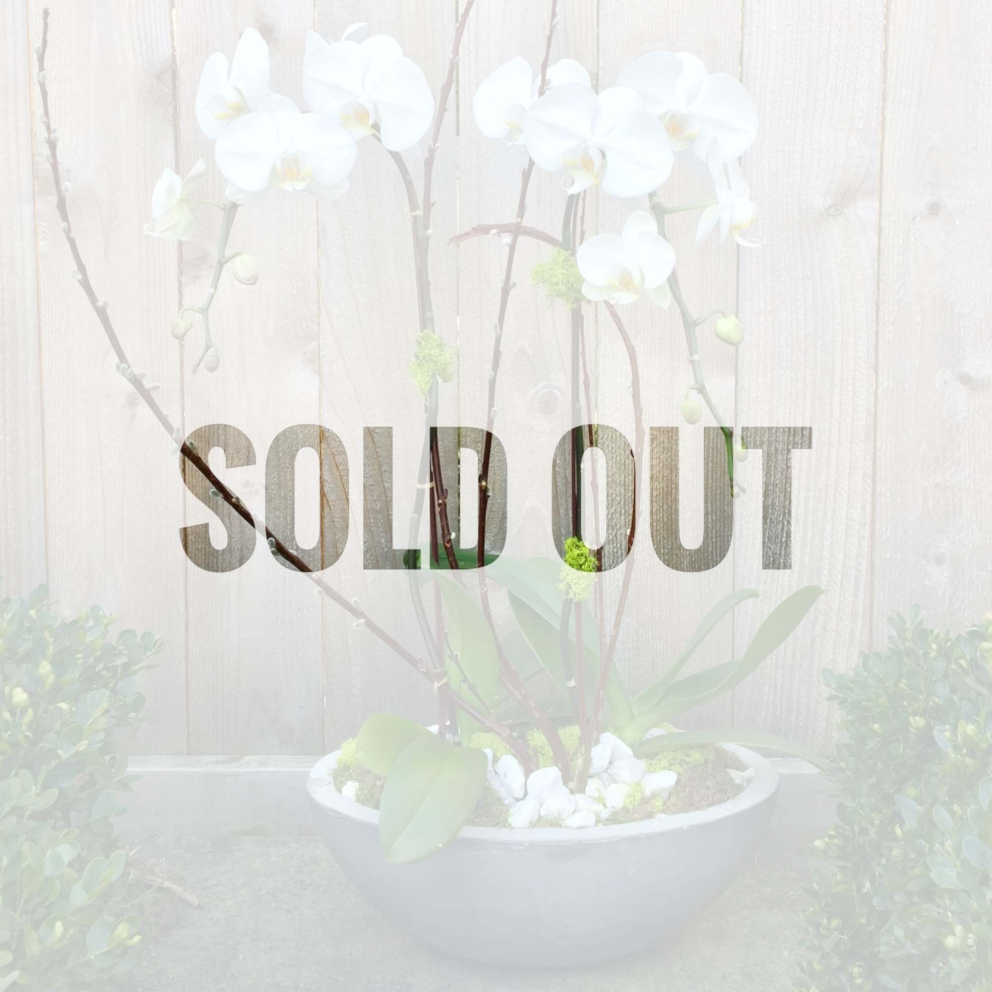 White orchid plant in a shallow gray bowl with stones against a wooden fence