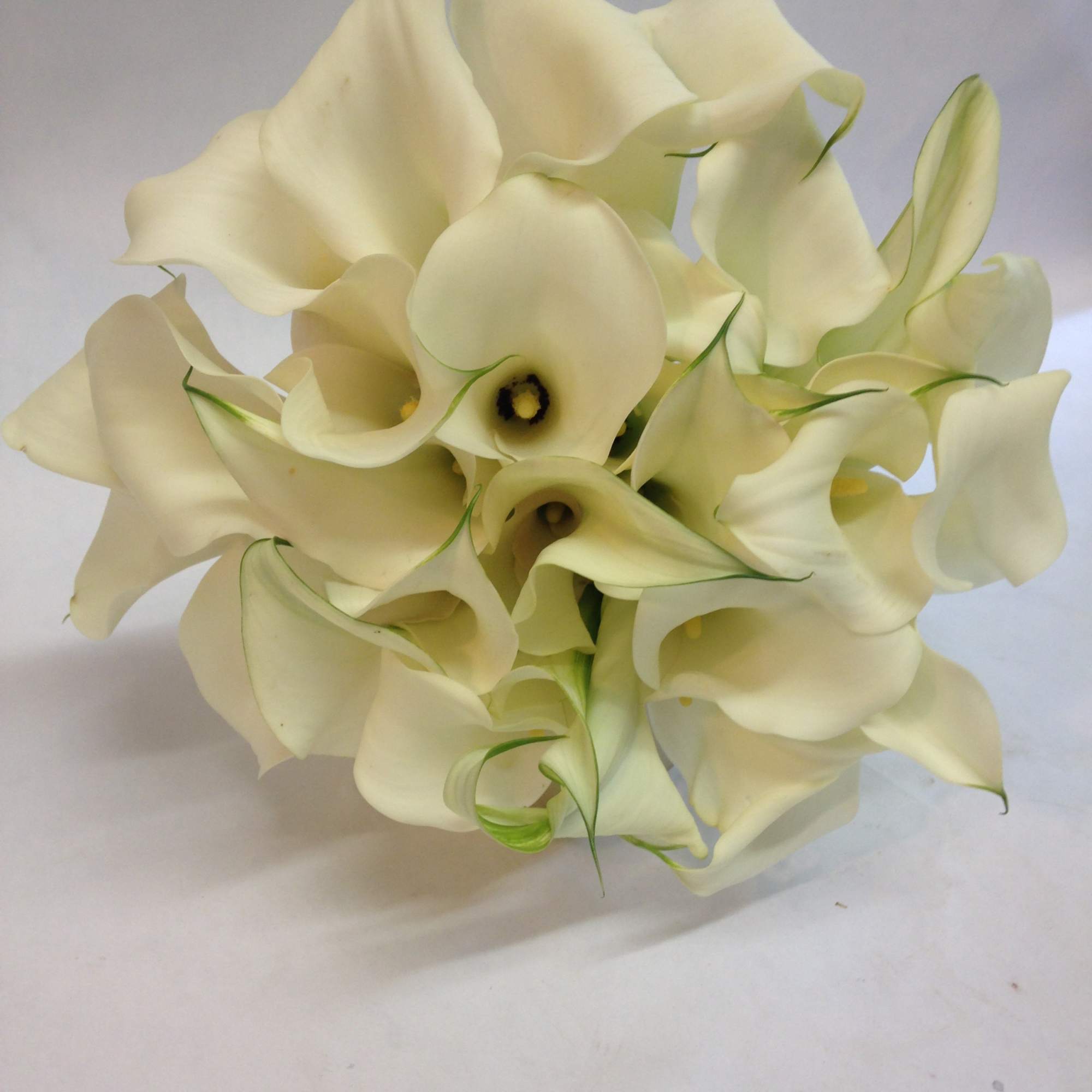 Bouquet of white calla lilies on a plain background