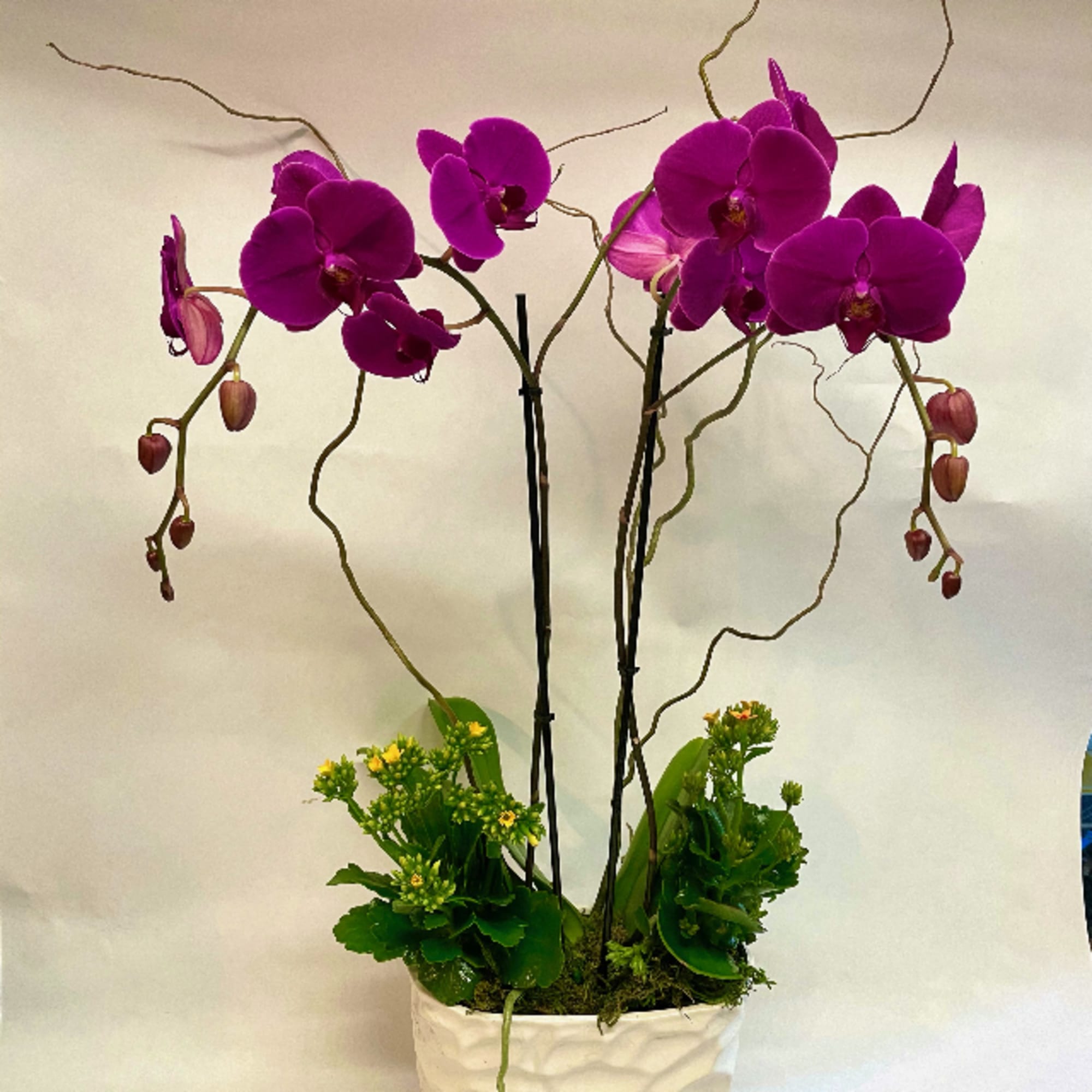 Purple orchids in a white textured planter