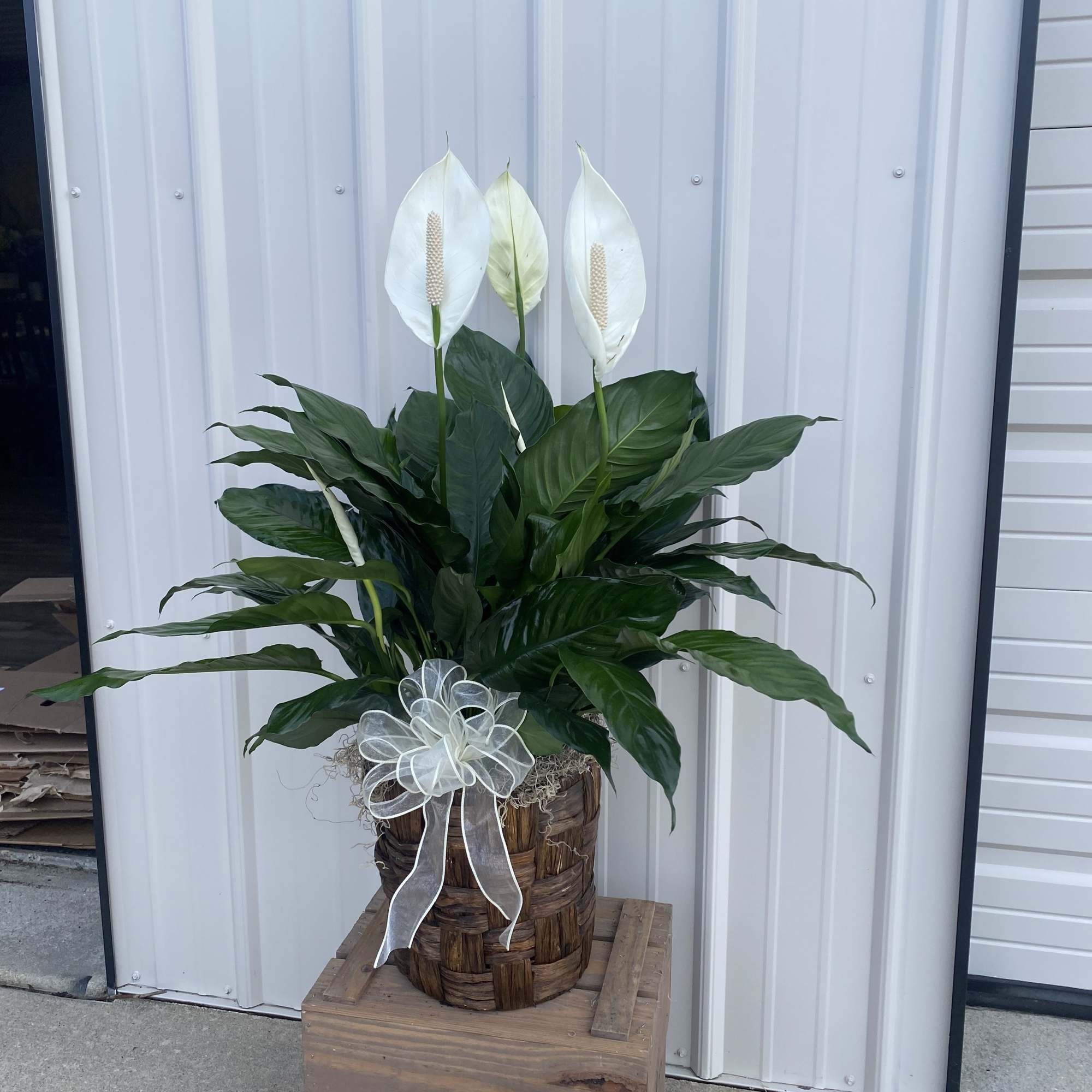Potted peace lily arrangement with white blooms and a ribbon bow