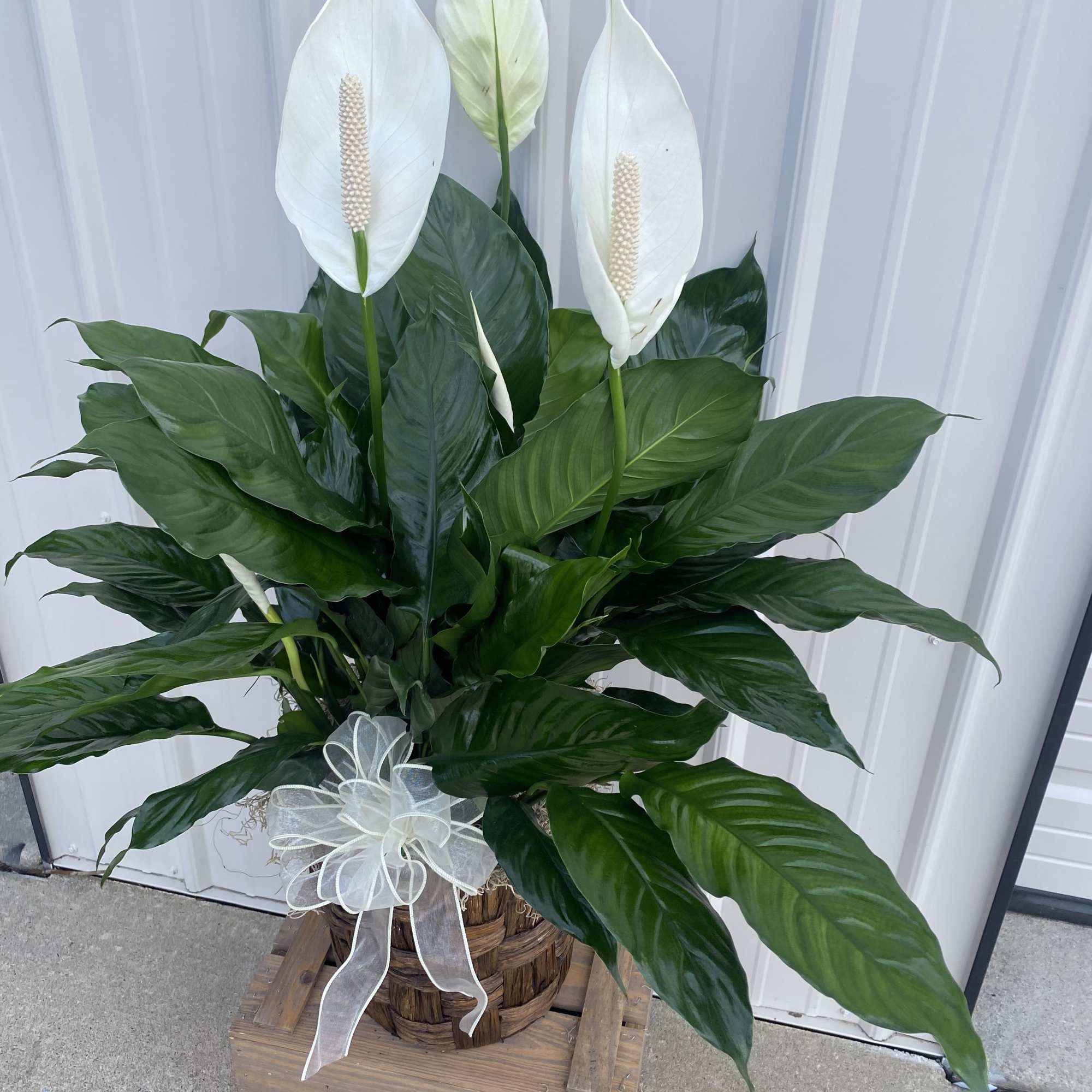 White peace lilies in a wicker basket with a ribbon bow