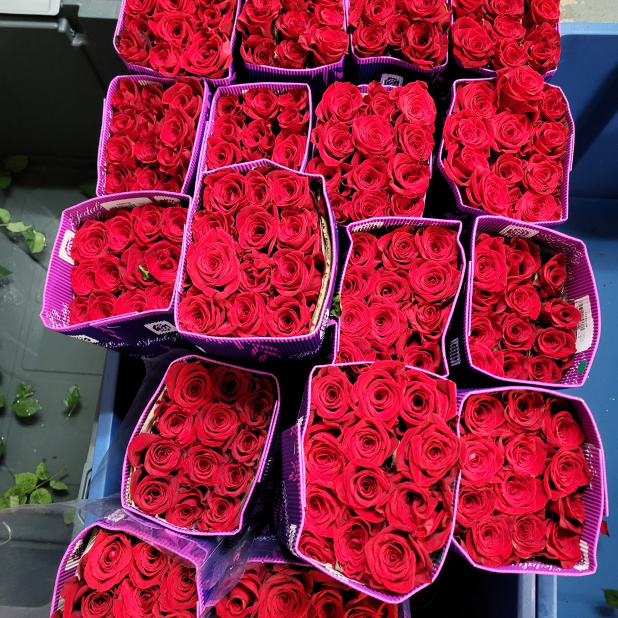 Bundles of red roses wrapped in purple paper