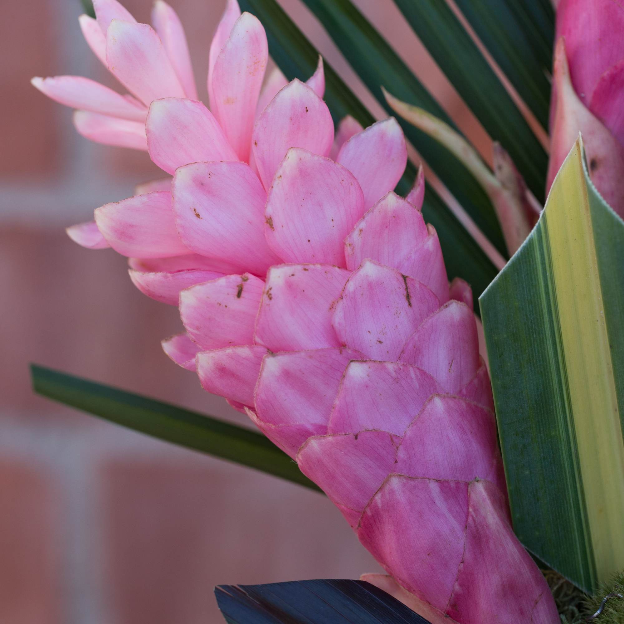 Pink tropical flower with layered petals and long green leaves