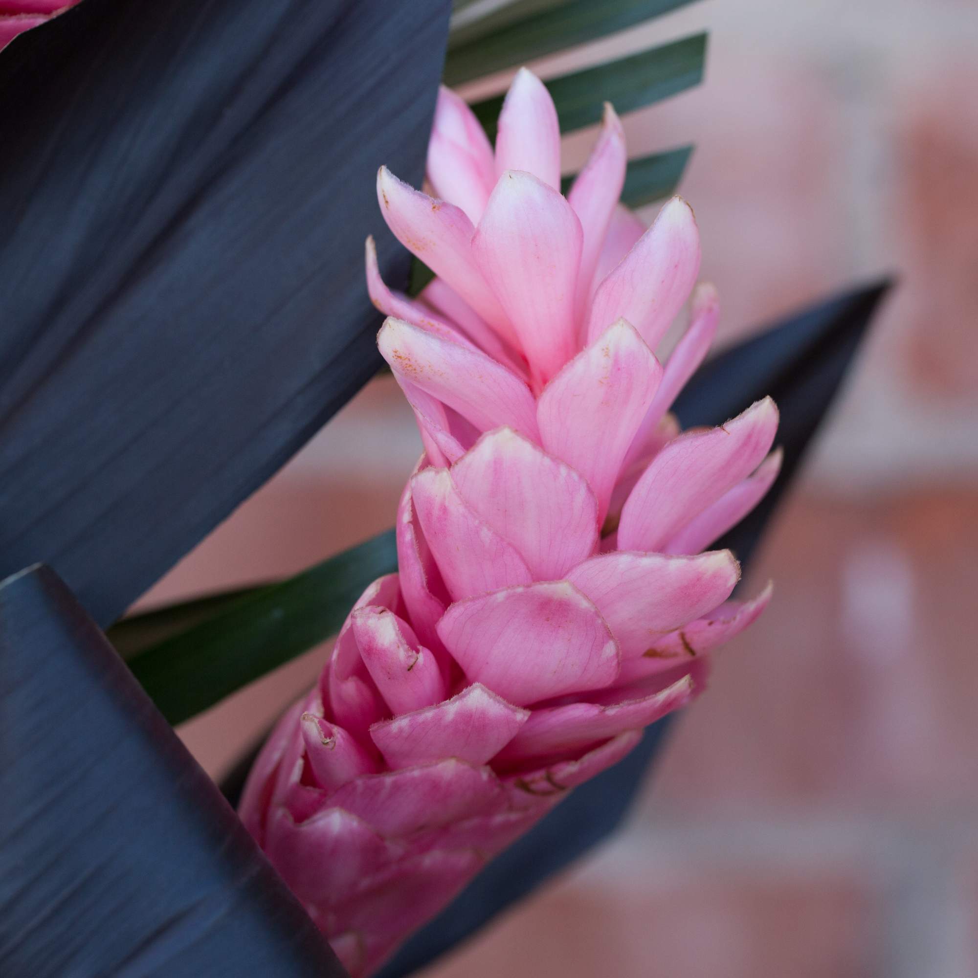 Close-up of a pink tropical flower with dark leaves