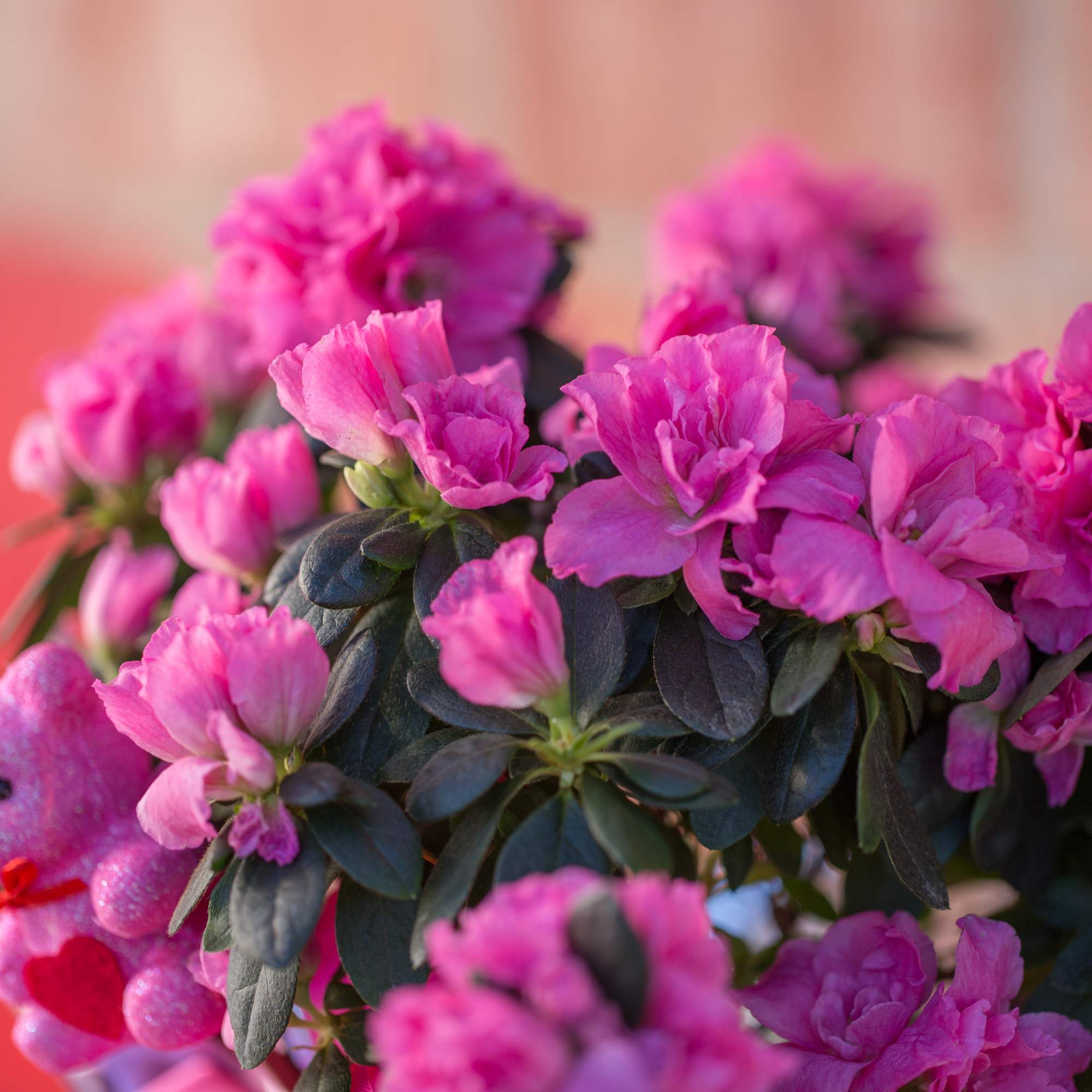 Pink flowers clustered around a small pink teddy bear
