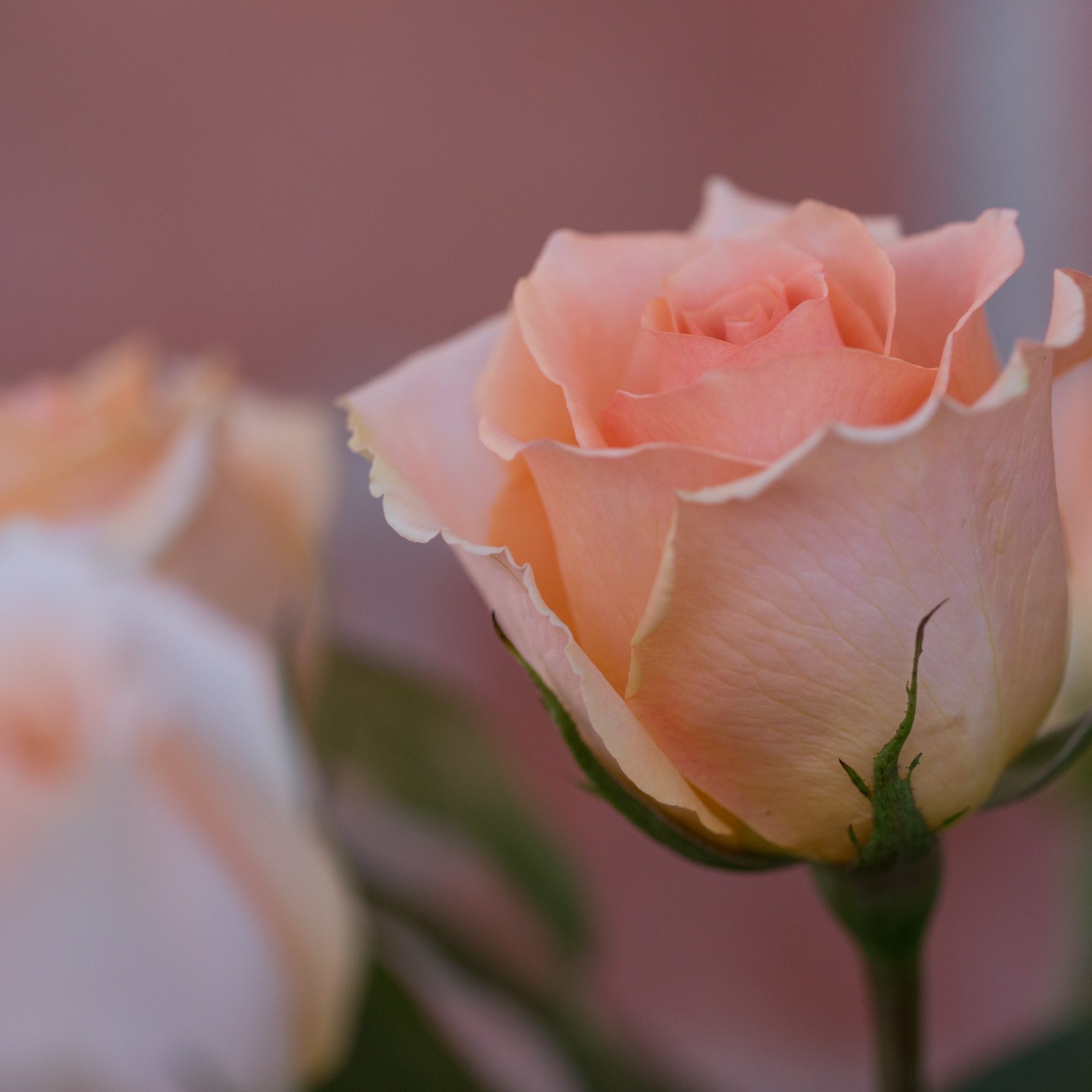 Close-up of pale peach roses with soft blurred background