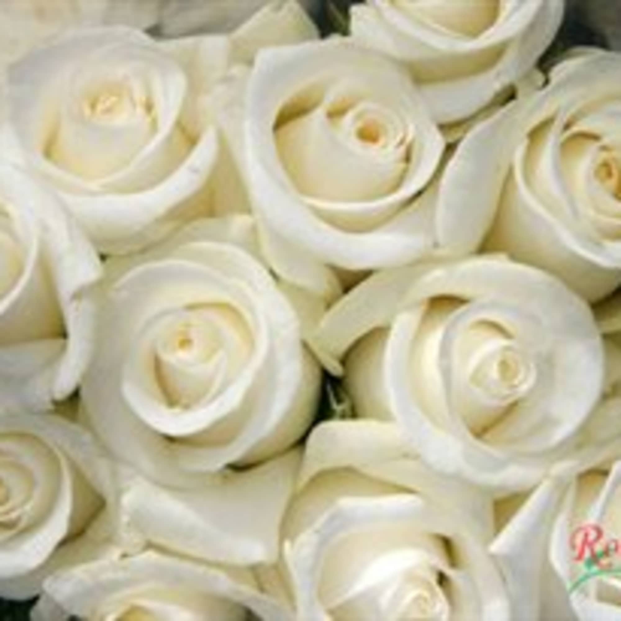 Close-up bouquet of white roses