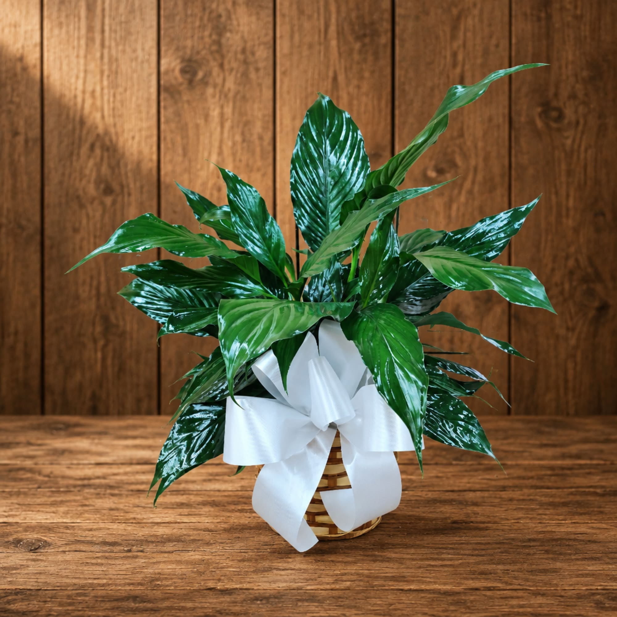 Potted green plant in a wicker basket with a white ribbon