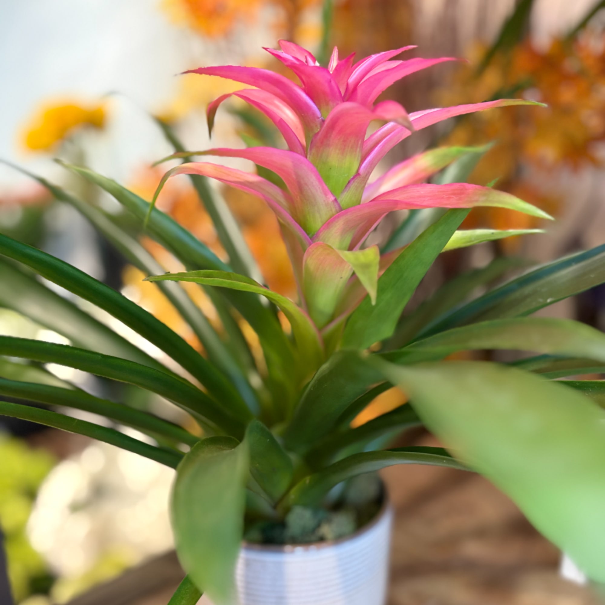 Pink bromeliad plant in a small white pot
