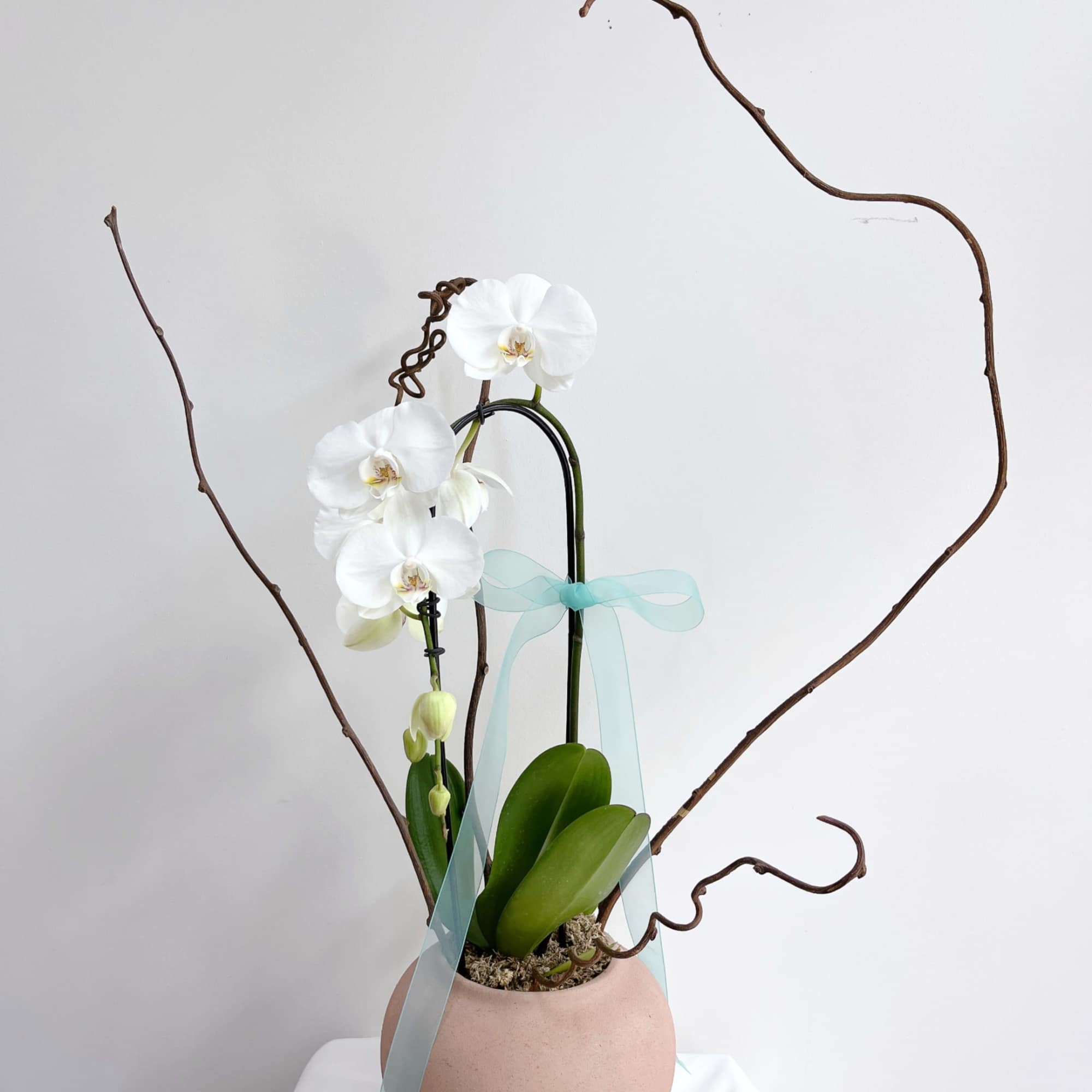 Cascading white Phalaenopsis orchids bring quiet elegance to any room - a