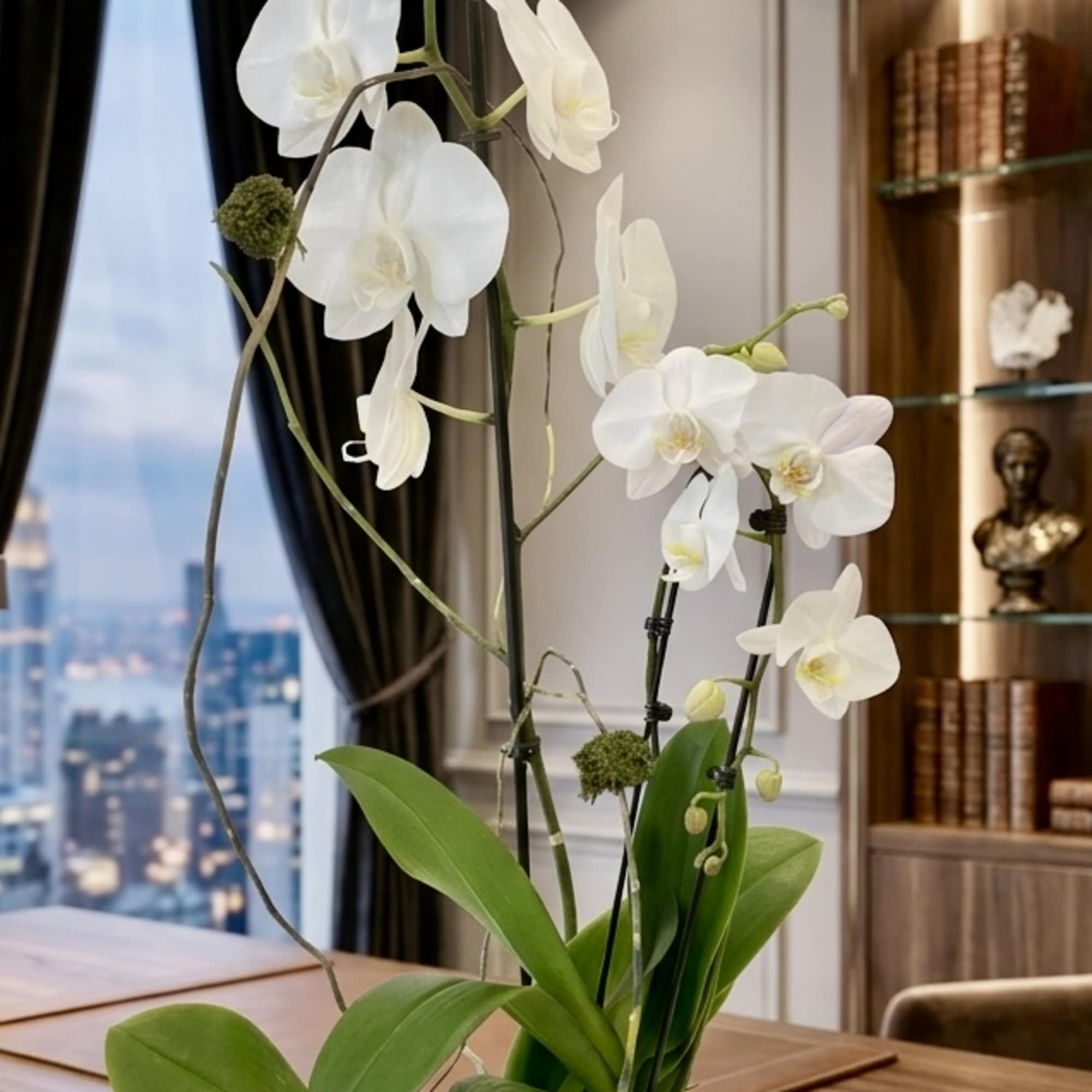White orchids in a white ceramic pot on a wooden table