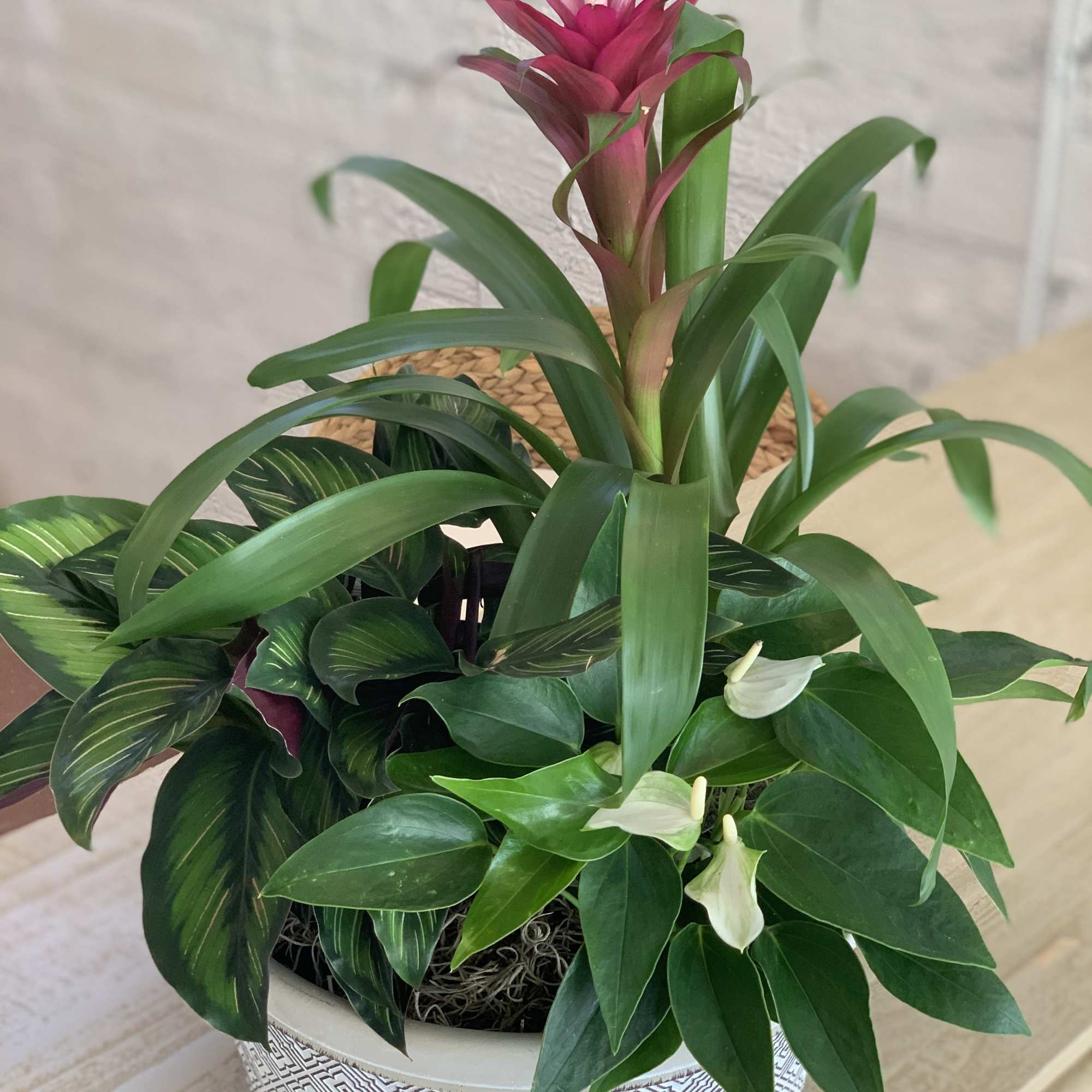 Potted tropical plant with a pink bromeliad bloom and white anthurium flowers