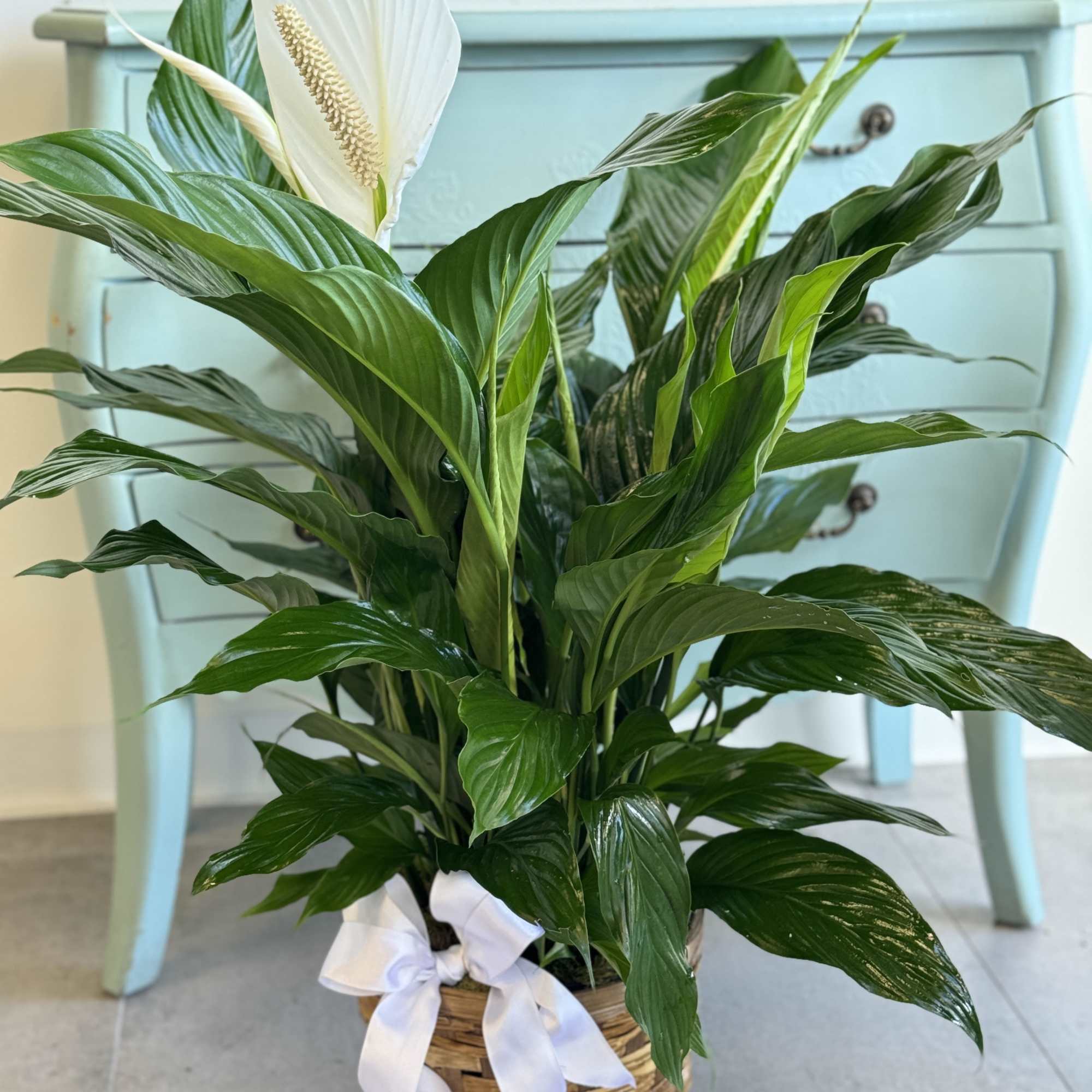 White peace lily plant in a woven basket with a white ribbon