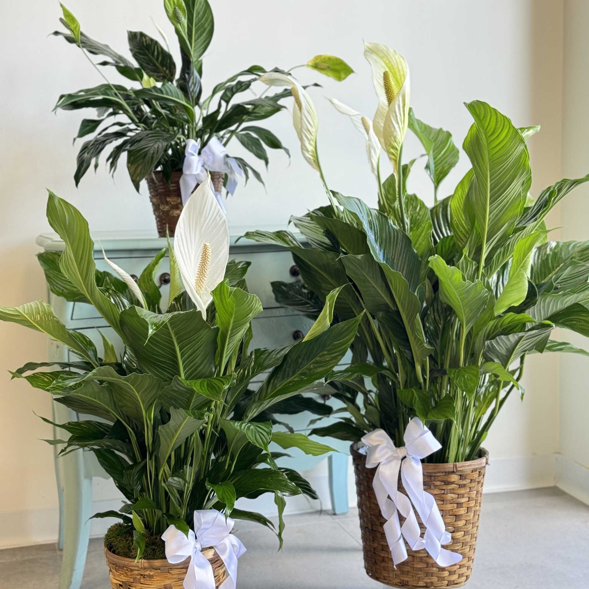 Two potted peace lilies with white blooms and ribbon bows