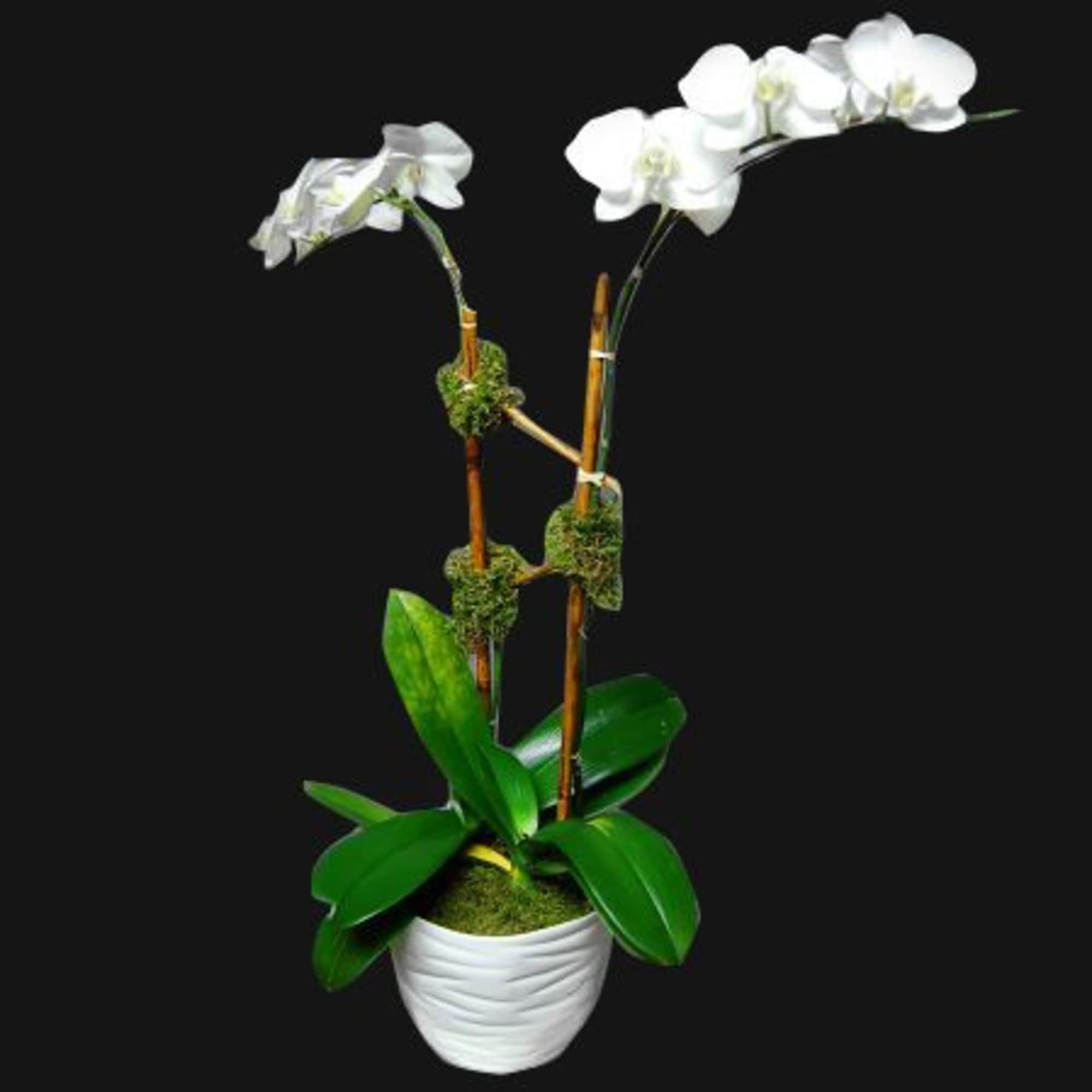 White orchids in a white pot with moss and bamboo stakes