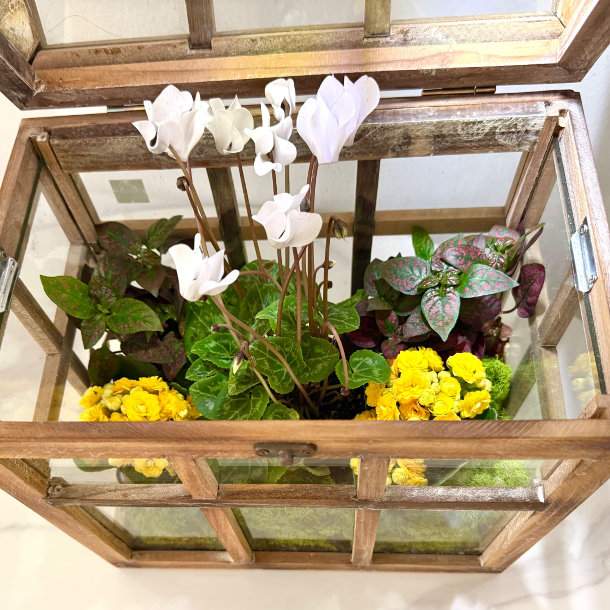 Cyclamen and yellow flowers arranged inside a wooden glass lantern box