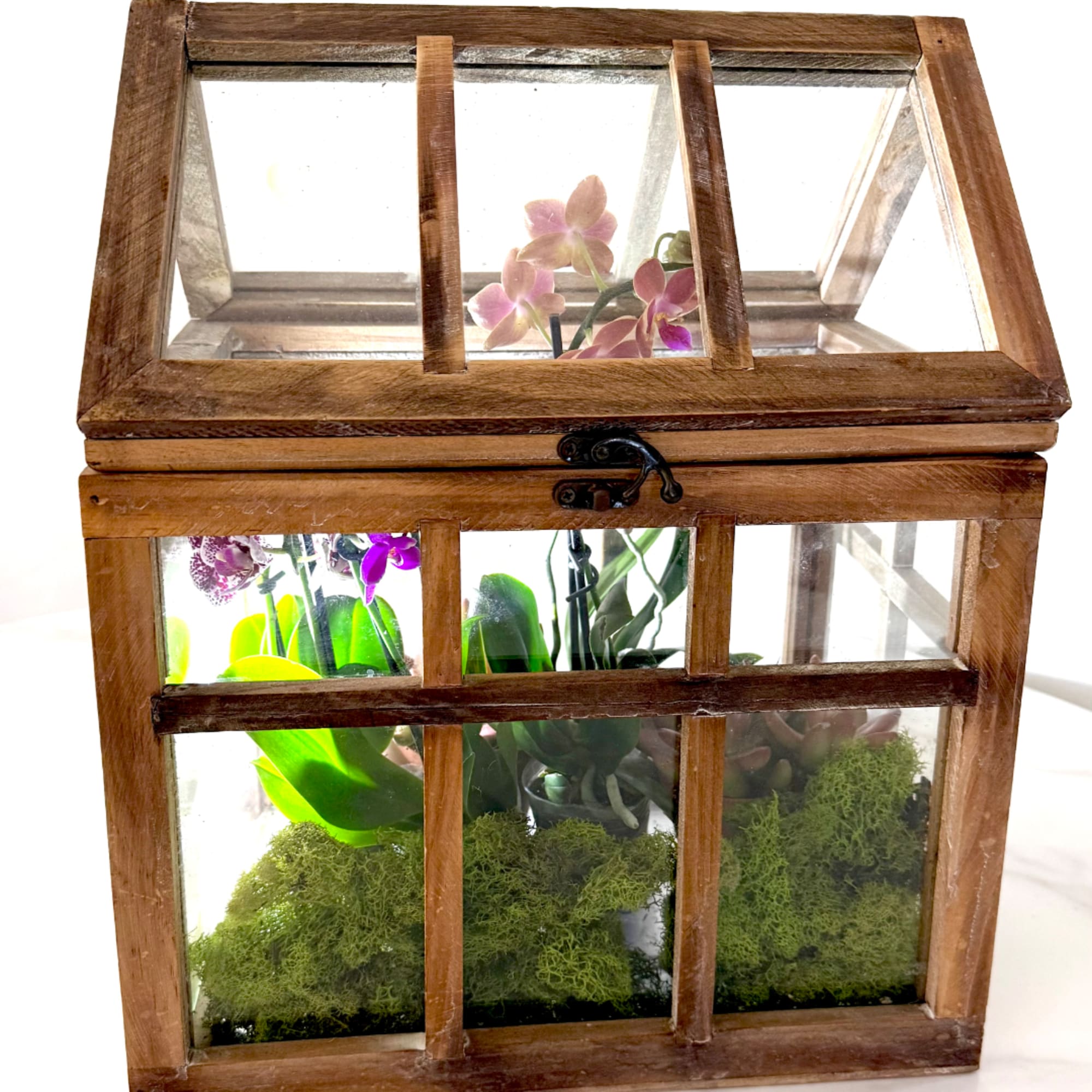 Wooden glass terrarium with orchids and moss inside