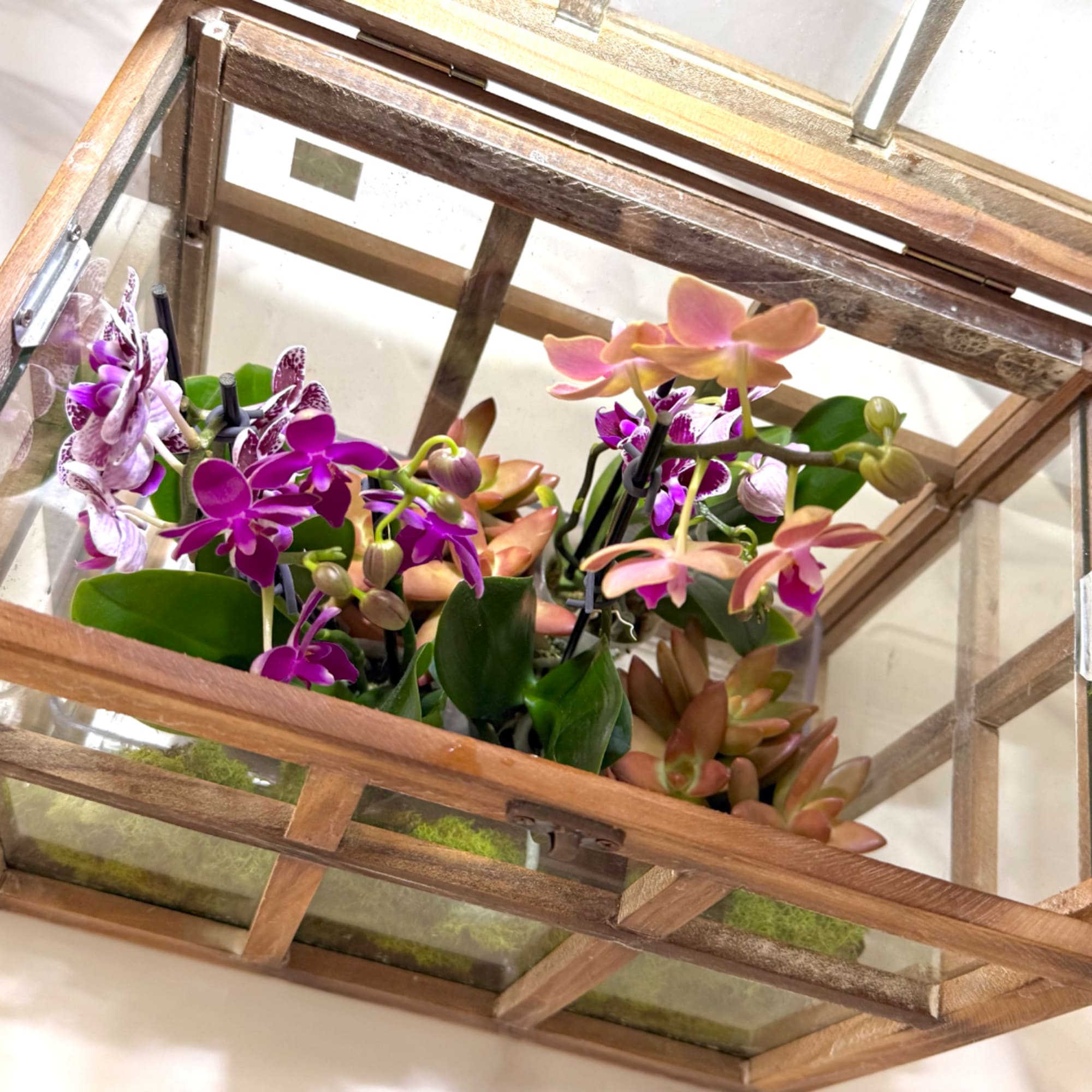 Orchid and succulent arrangement in a wooden glass lantern box