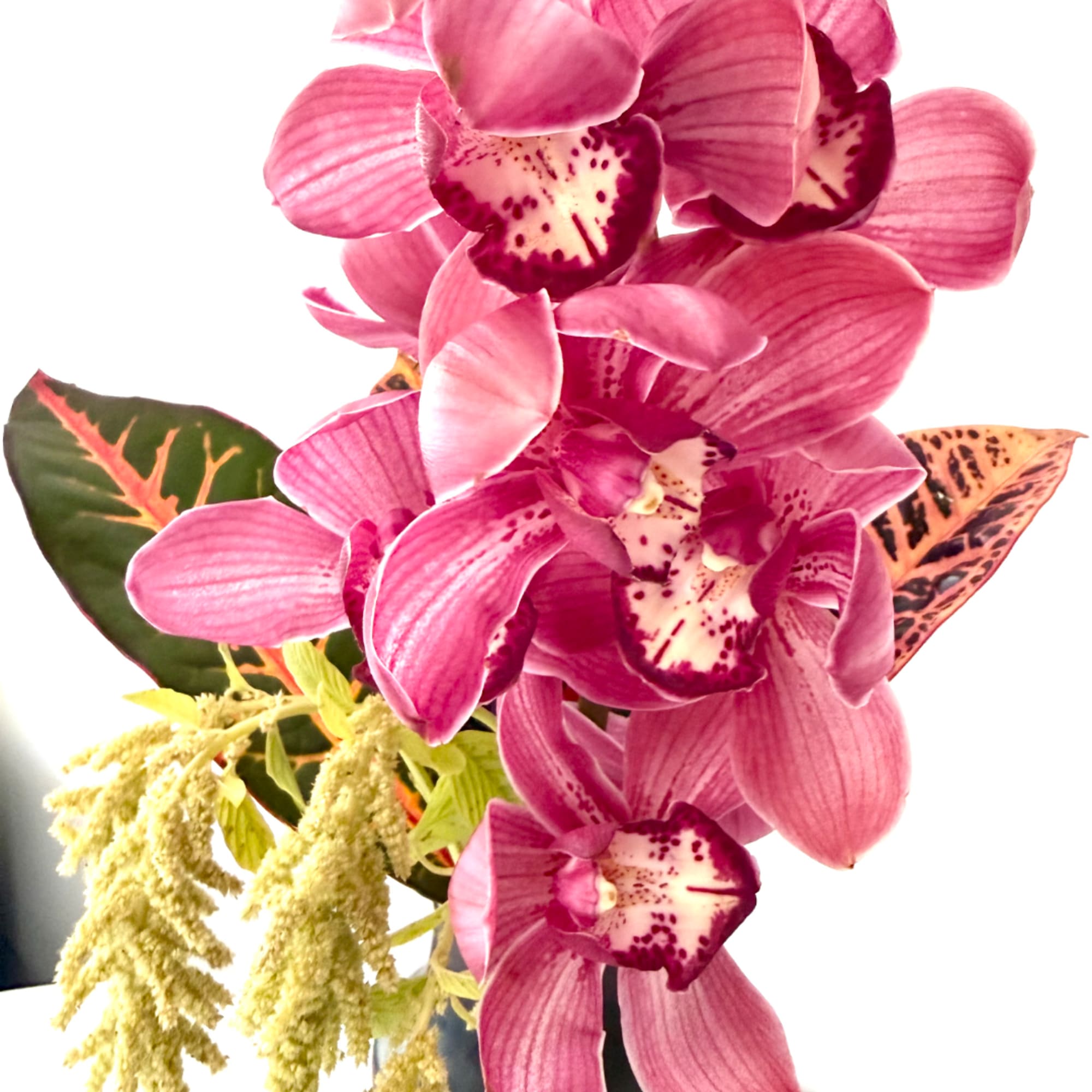 Pink orchids with spotted centers and variegated leaves in a close-up arrangement