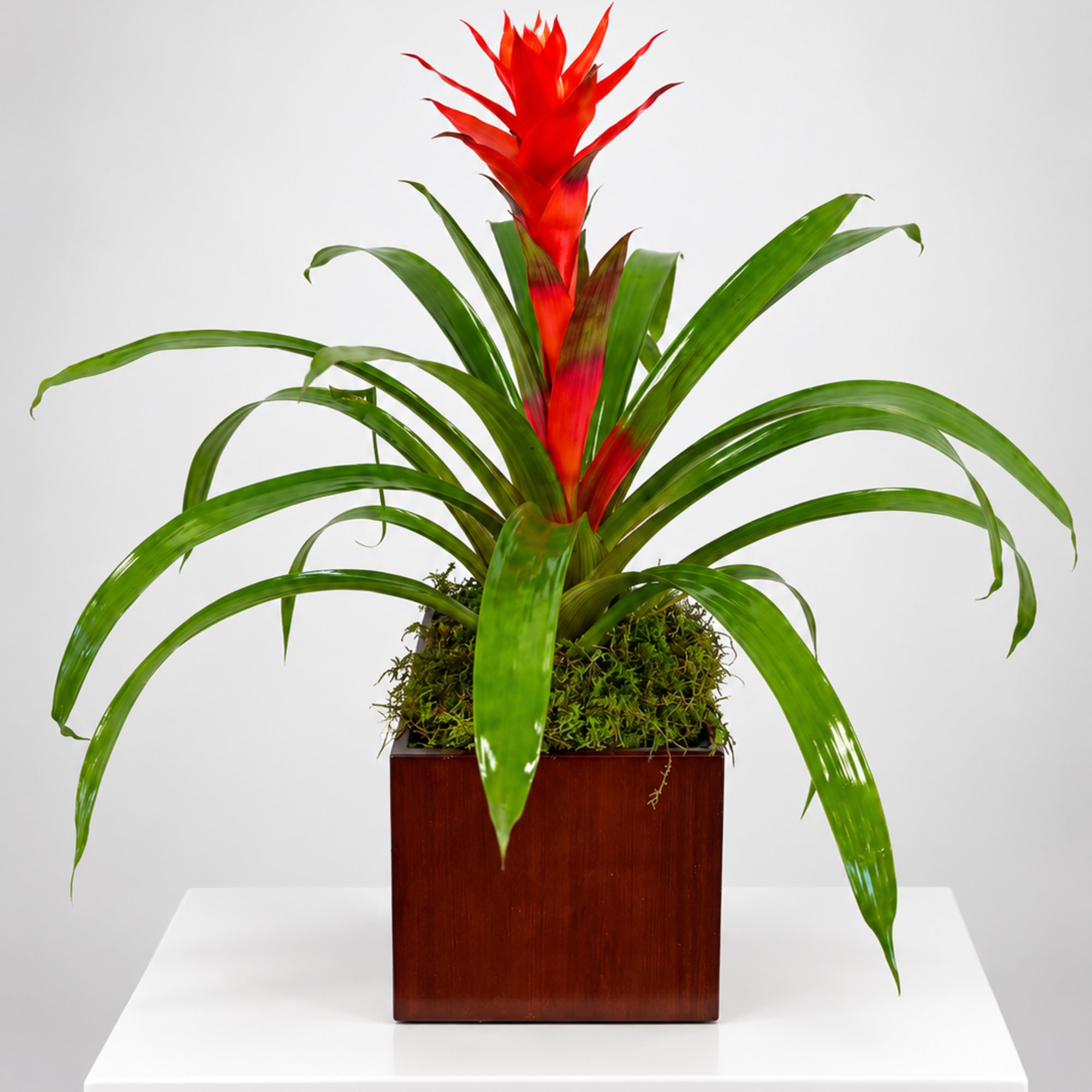 Red bromeliad plant in a square wooden planter