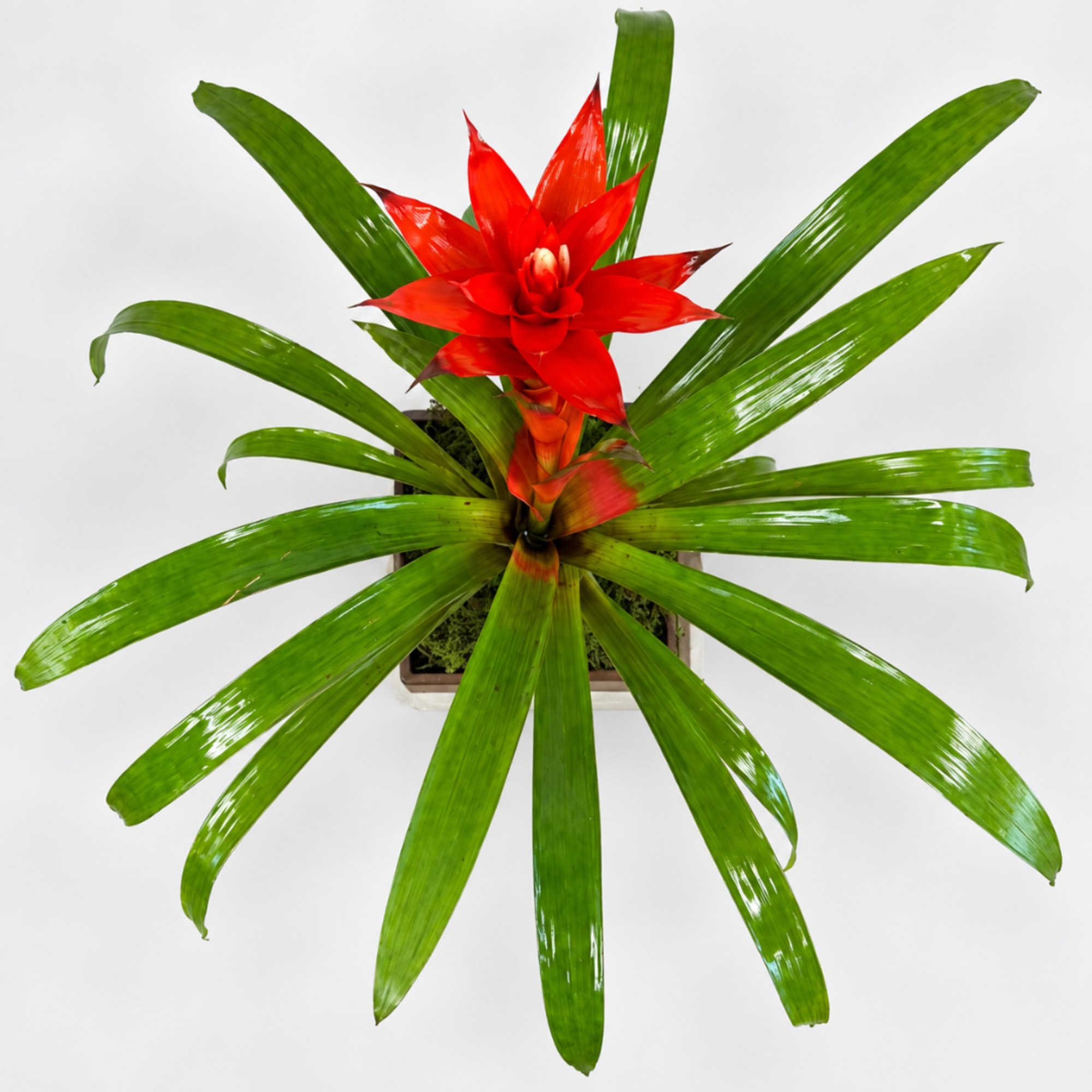 Red bromeliad plant in a square pot