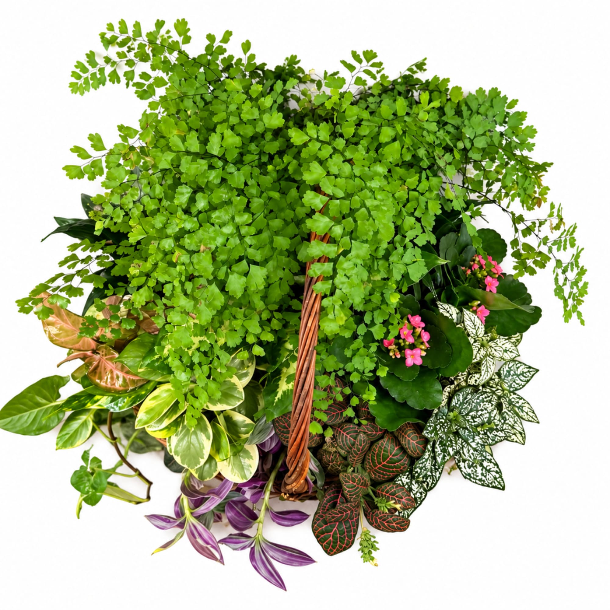 Mixed potted plants with bright green fern foliage and small pink flowers