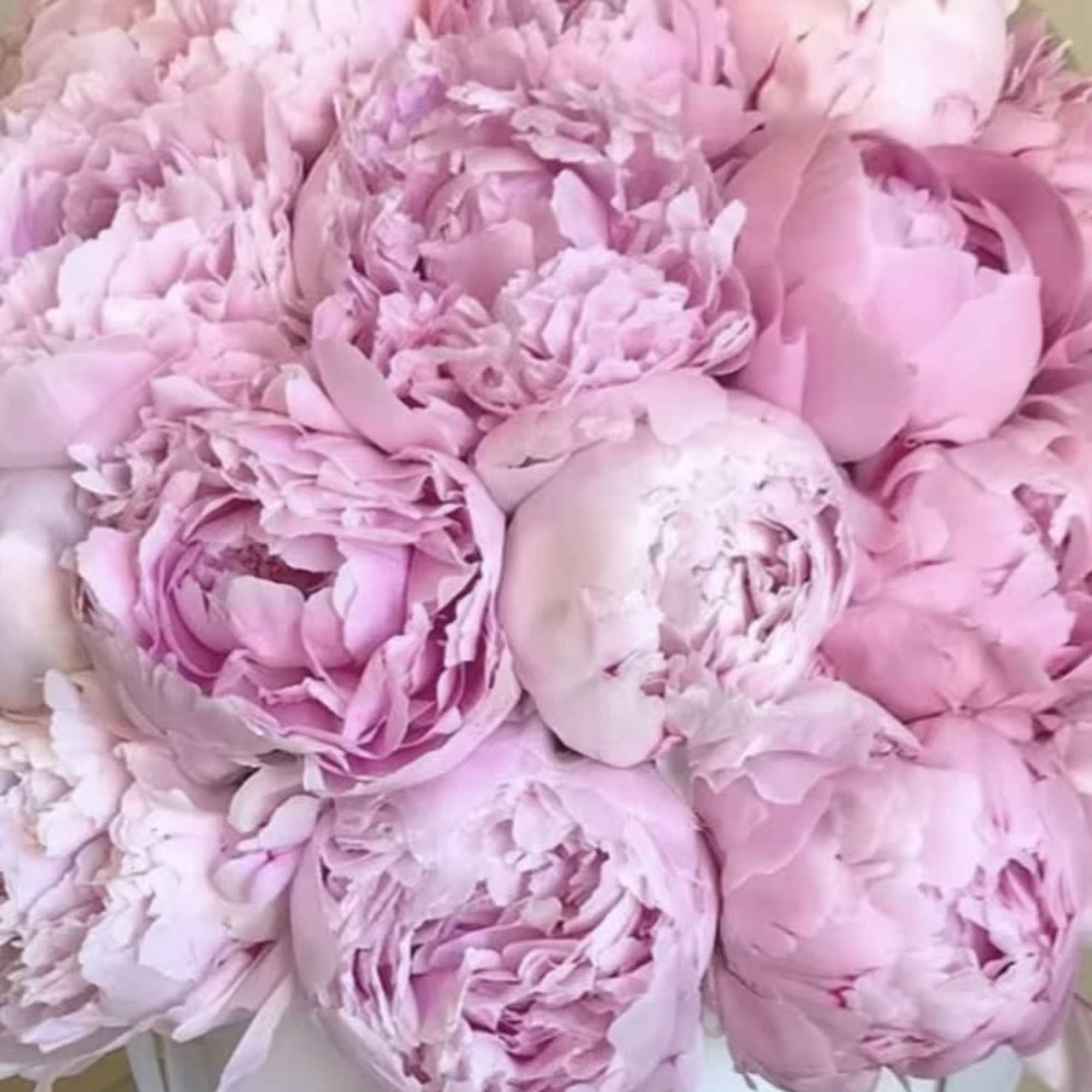 Bouquet of pale pink peonies in a container