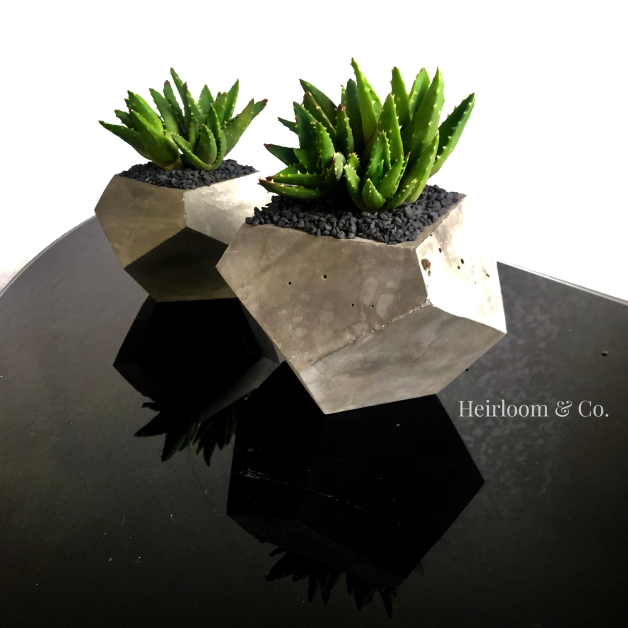 Two small succulents in geometric concrete planters on a reflective black surface