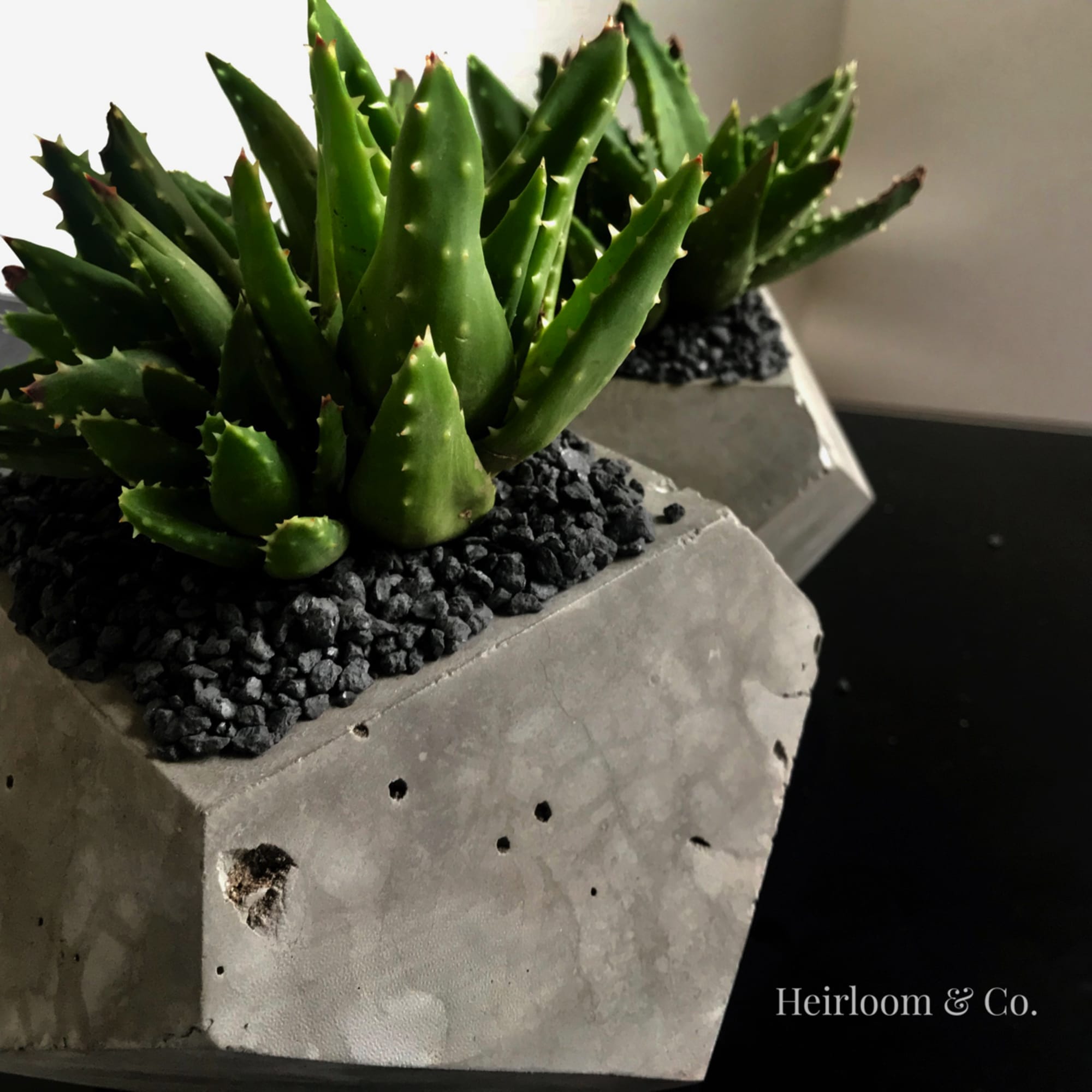 Potted succulent in a geometric concrete planter with black pebbles