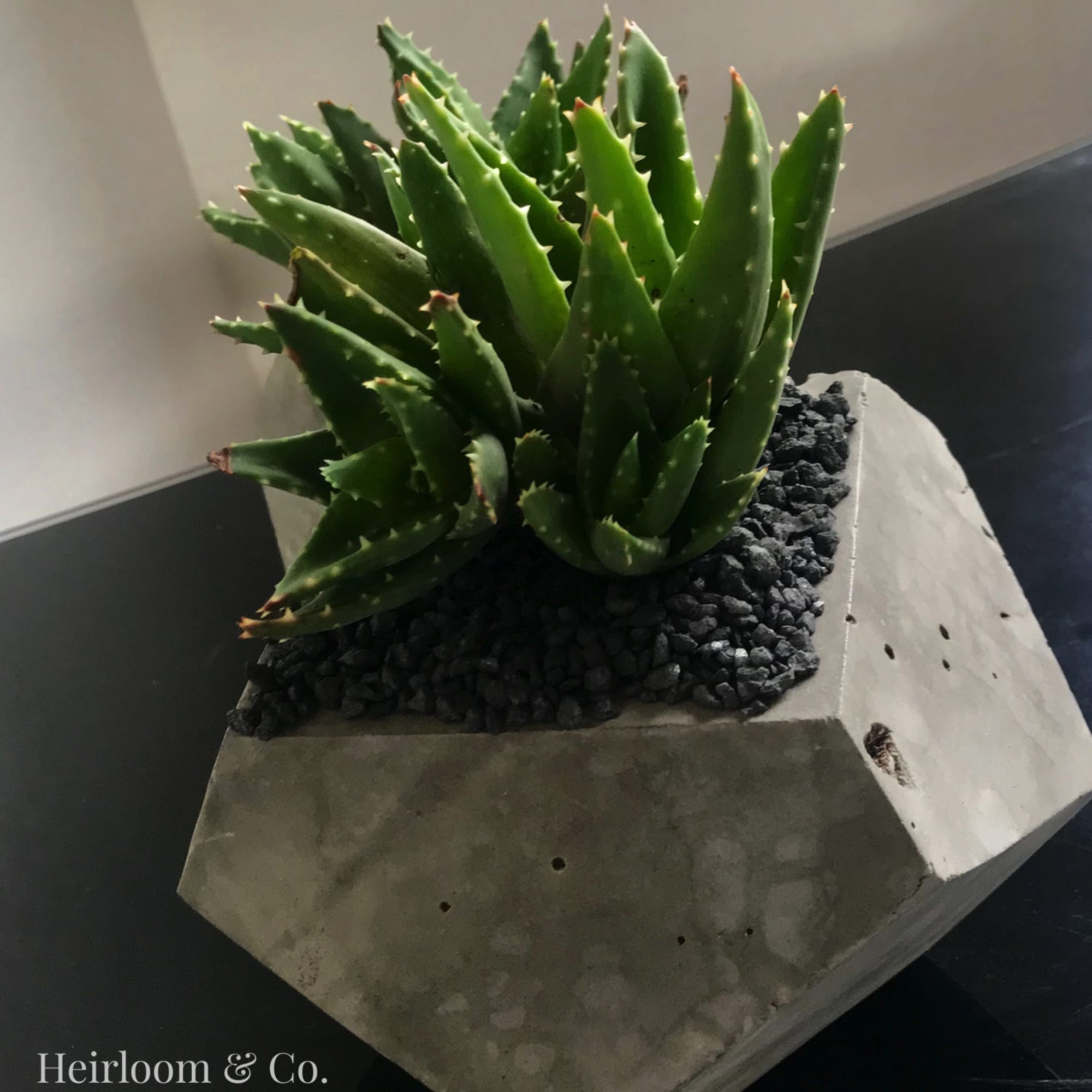 Potted succulent arrangement in a geometric concrete planter