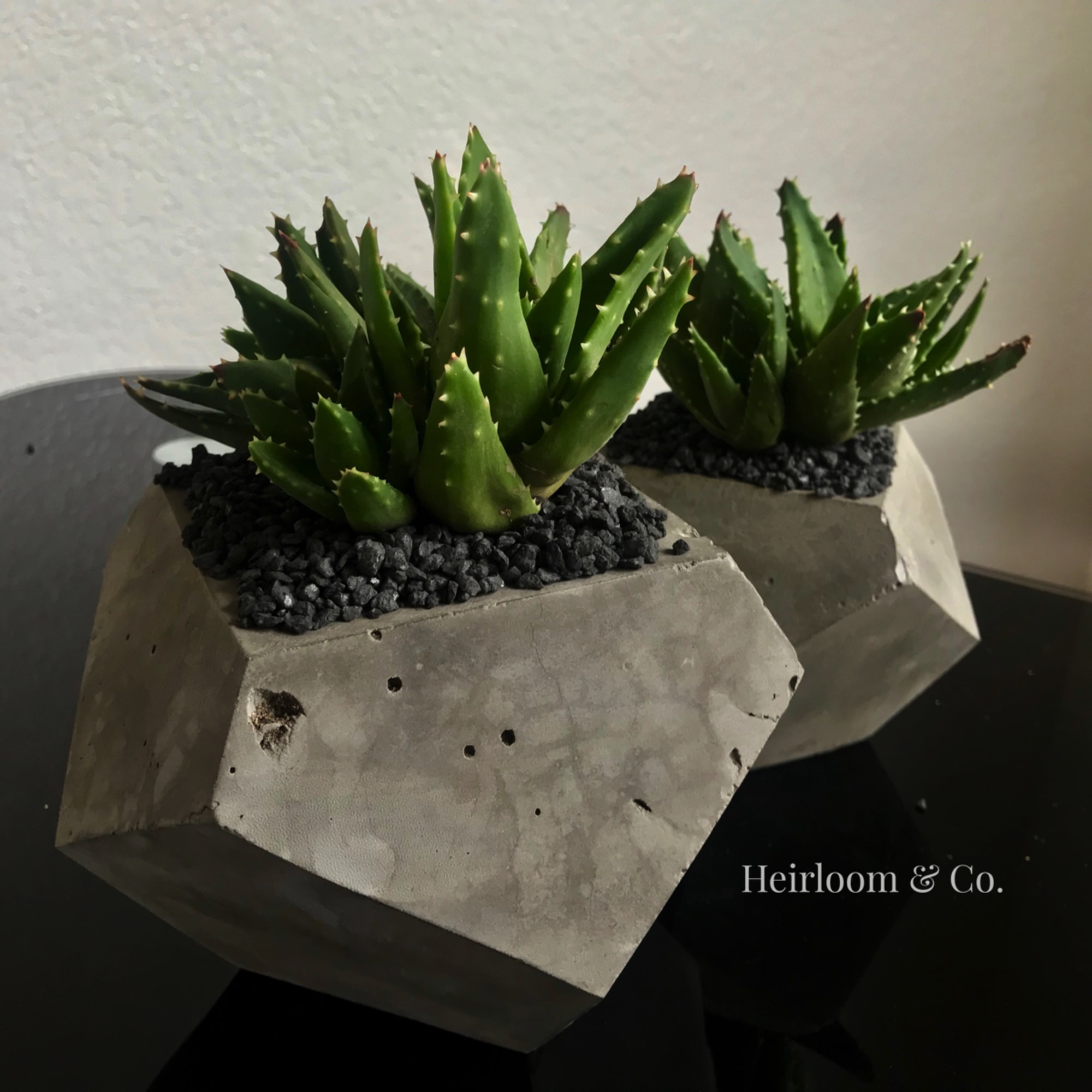 Two succulent plants in faceted concrete planters with black pebbles