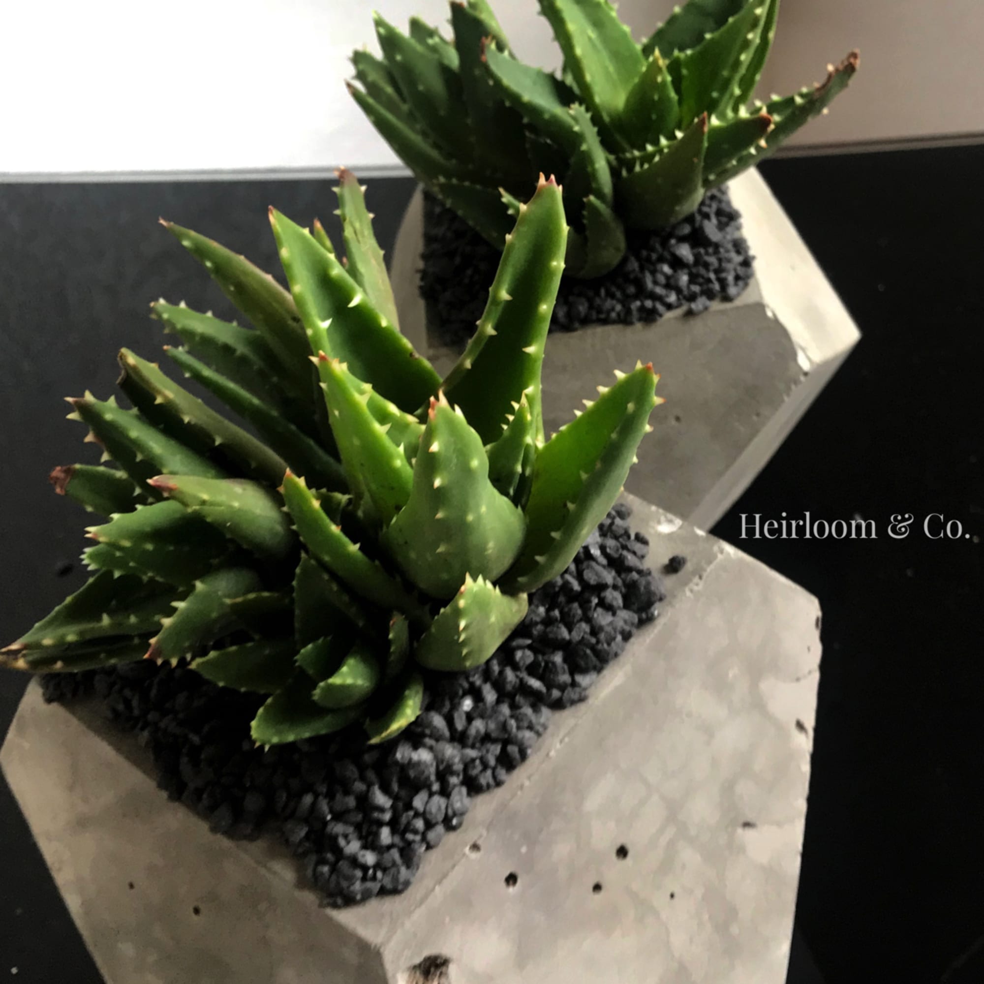Two potted succulents in geometric concrete planters, photo 7 of 9