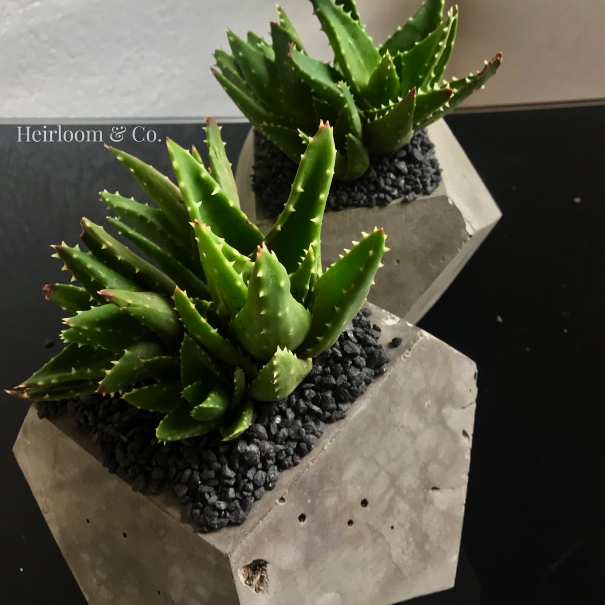 Two small succulent plants in geometric concrete planters with black stones