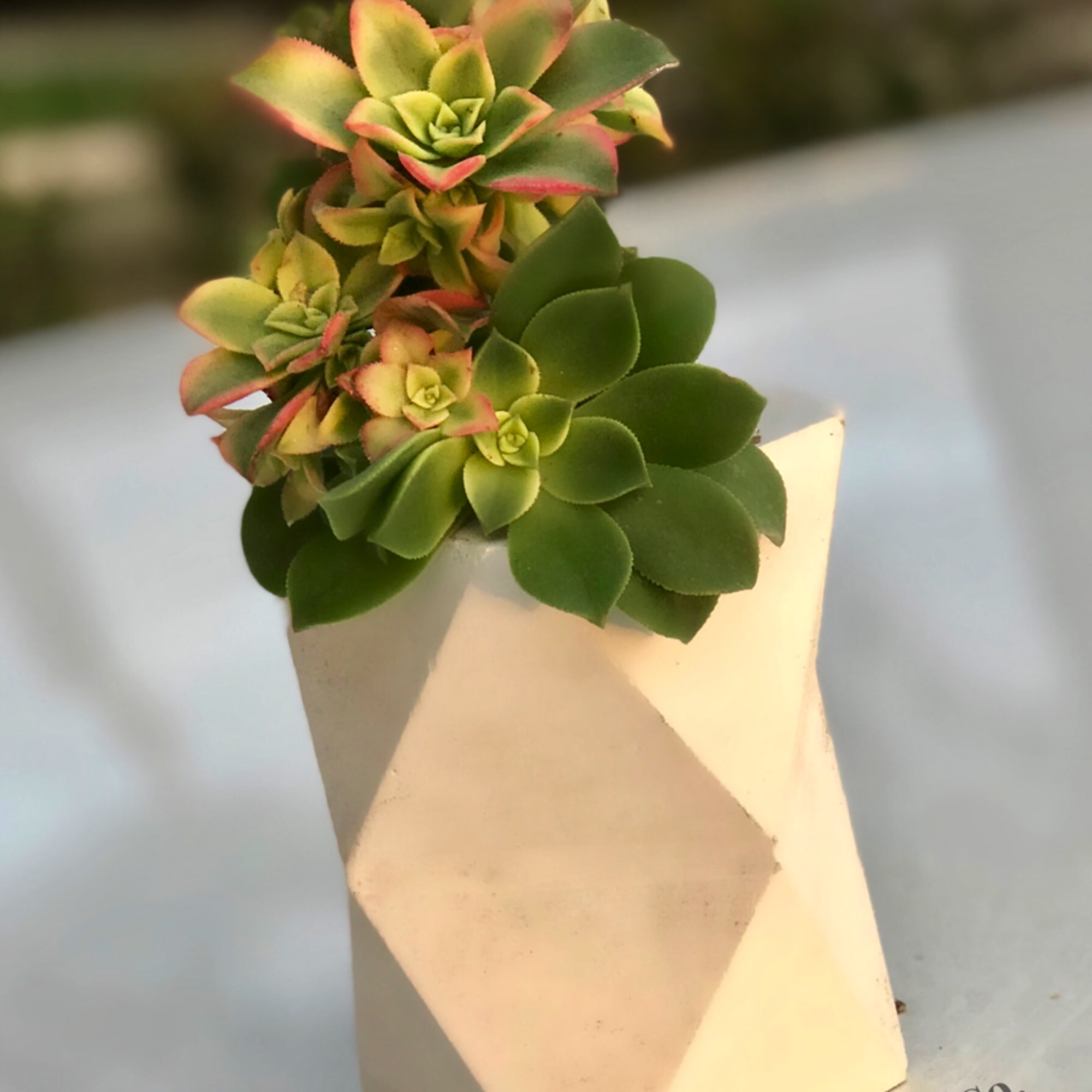 Succulent arrangement in a geometric white vase