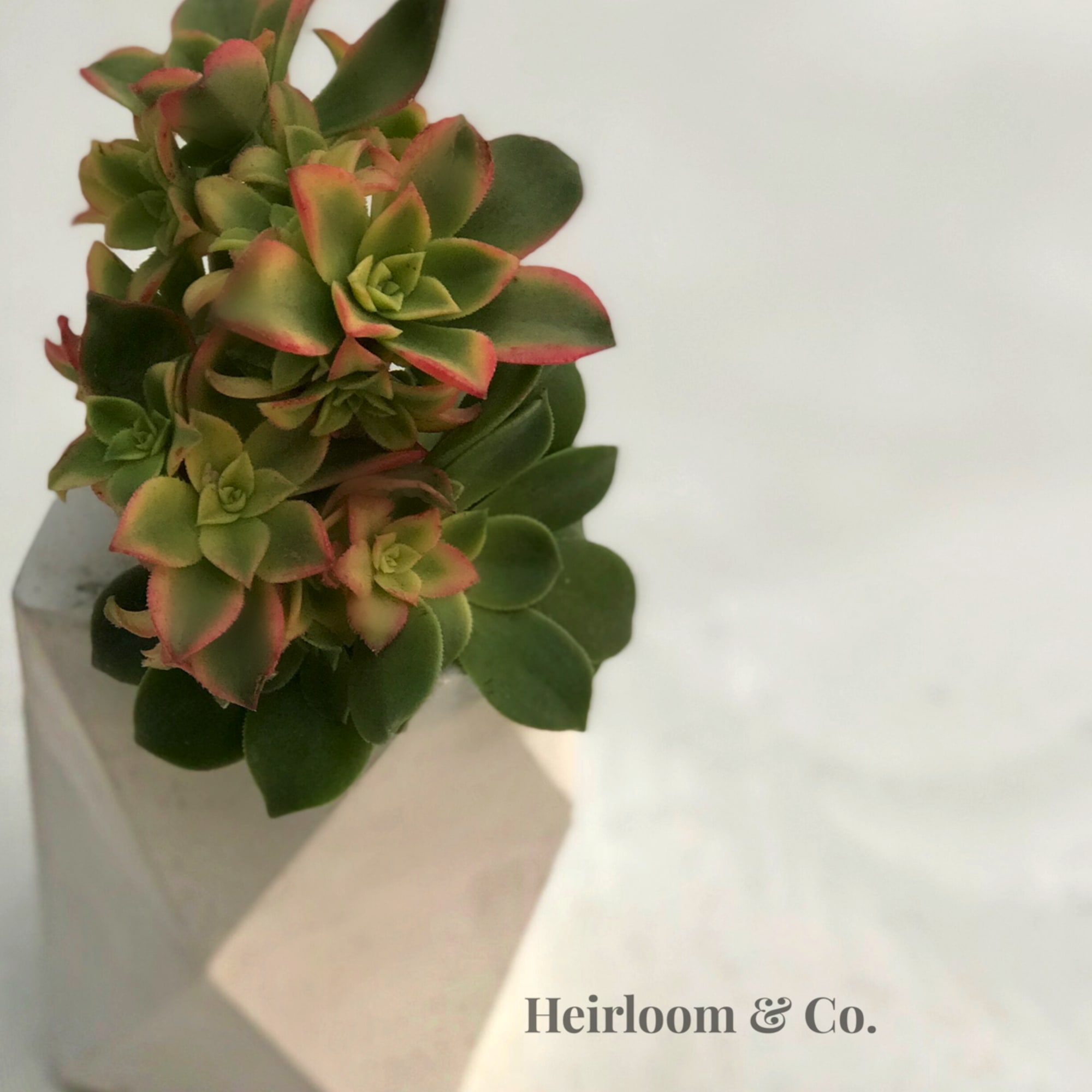Potted succulent arrangement with green and pink-tipped rosettes