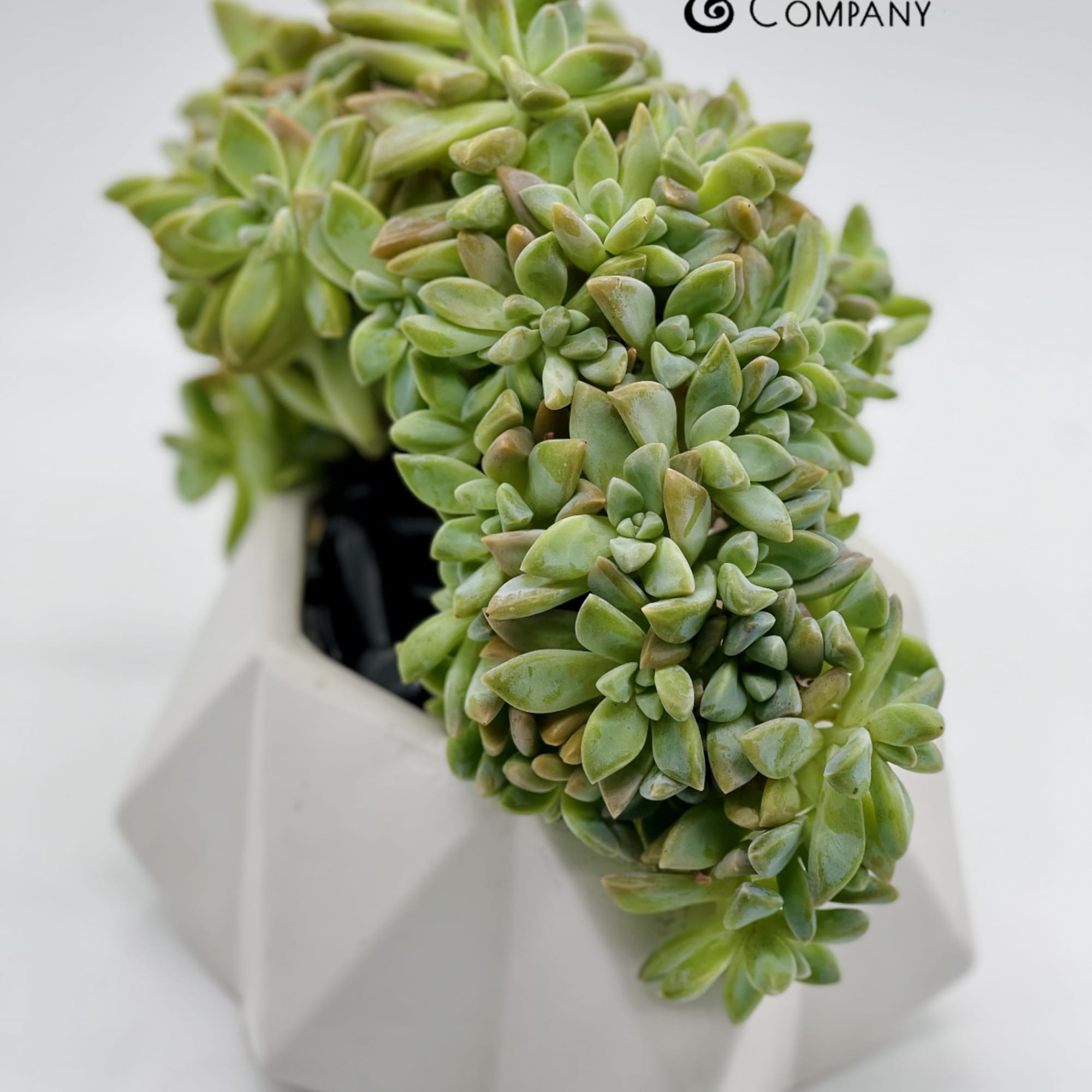 Potted succulent arrangement in a white geometric planter, photo 2 of 2