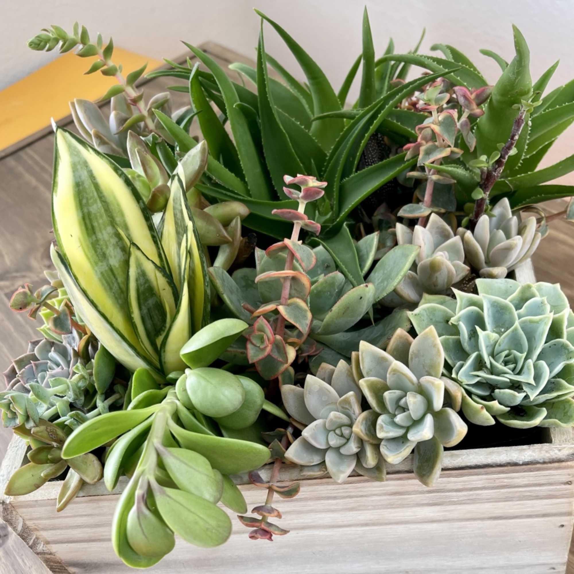 Assorted succulents arranged in a wooden planter box