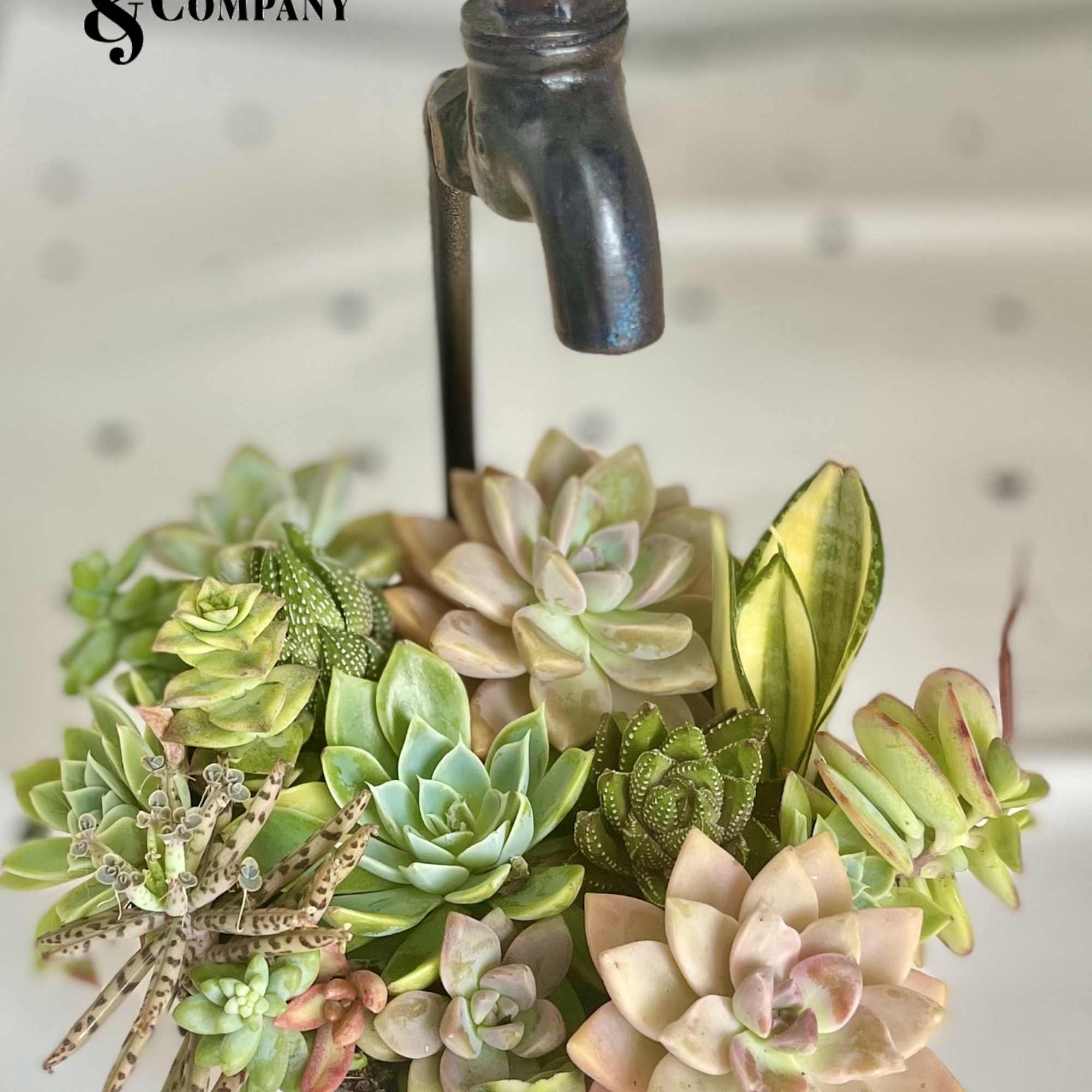 Succulent arrangement in a white container with a metal spout topper