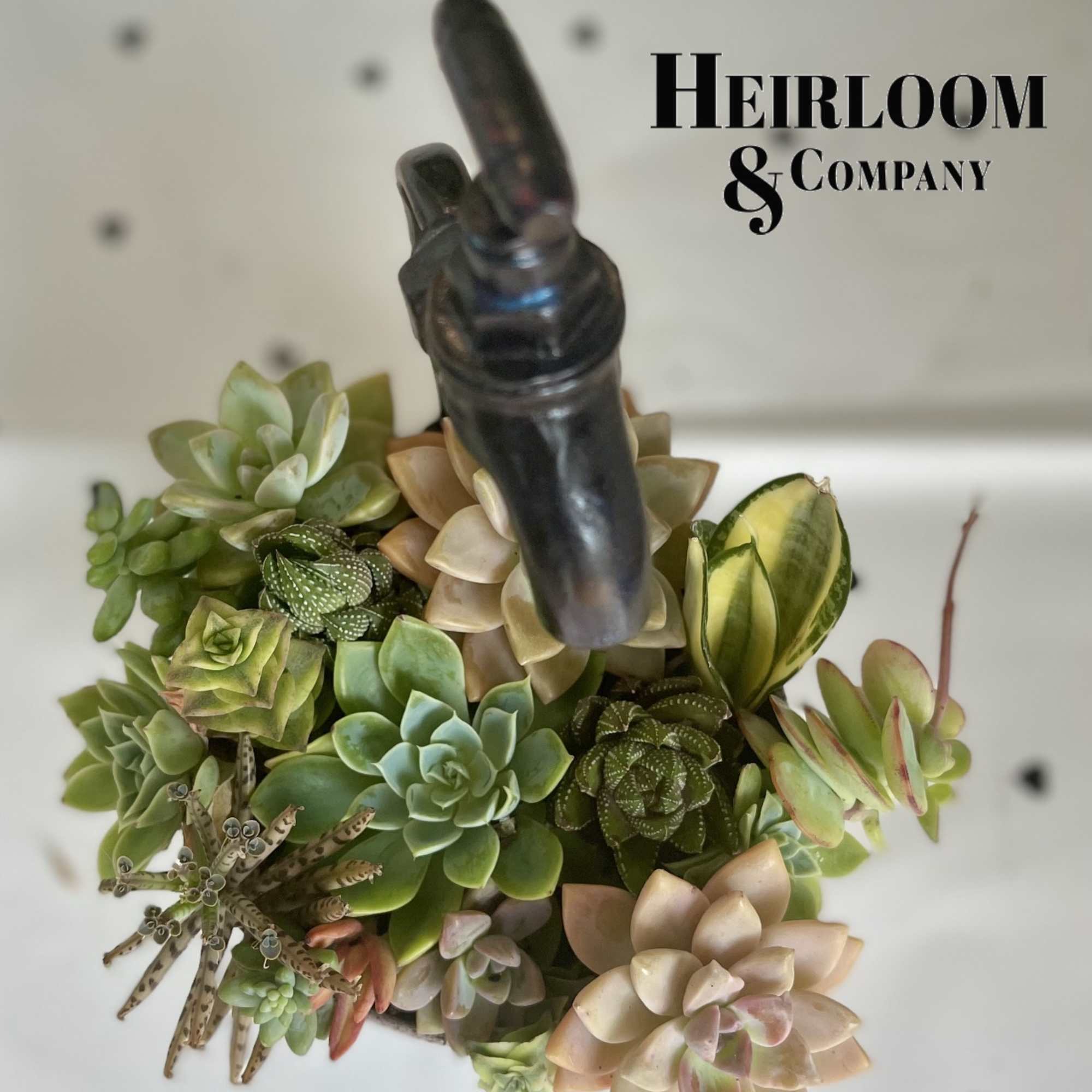 Succulent arrangement in a hanging container with mixed rosette plants