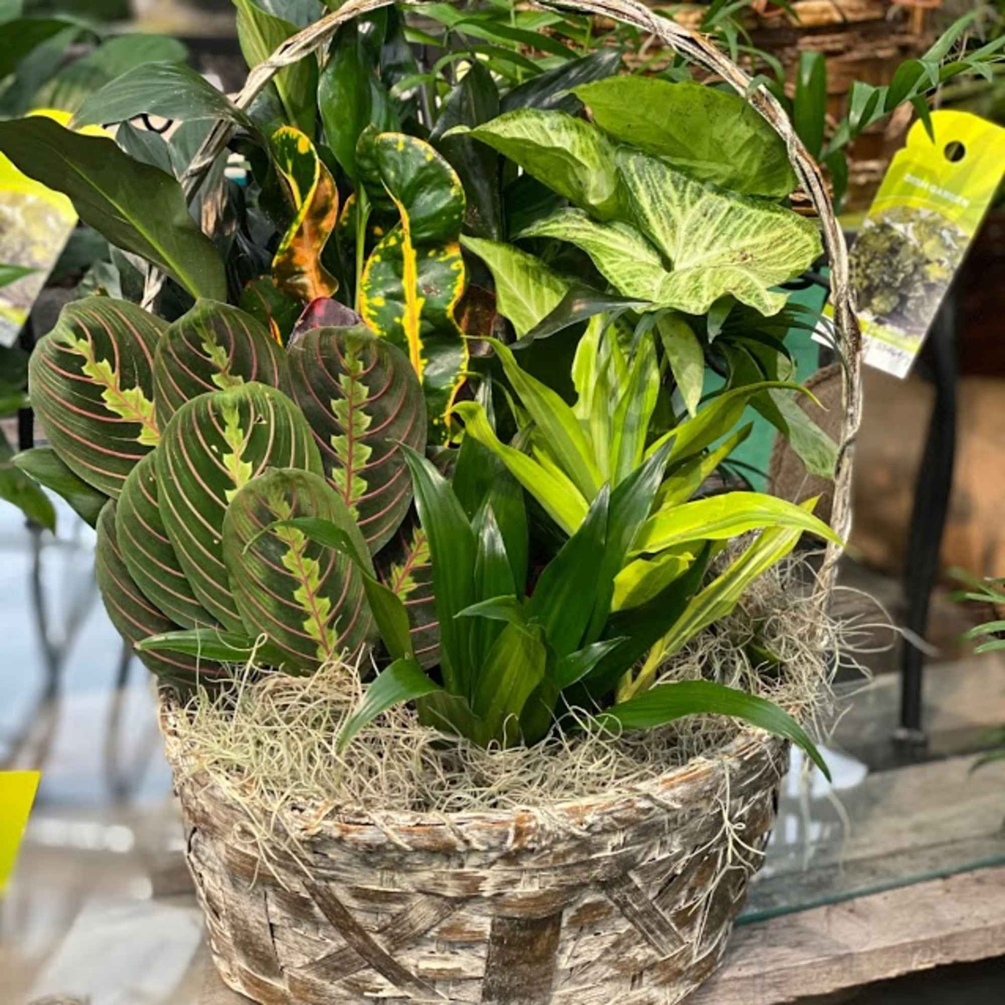 Basket of assorted potted tropical foliage plants
