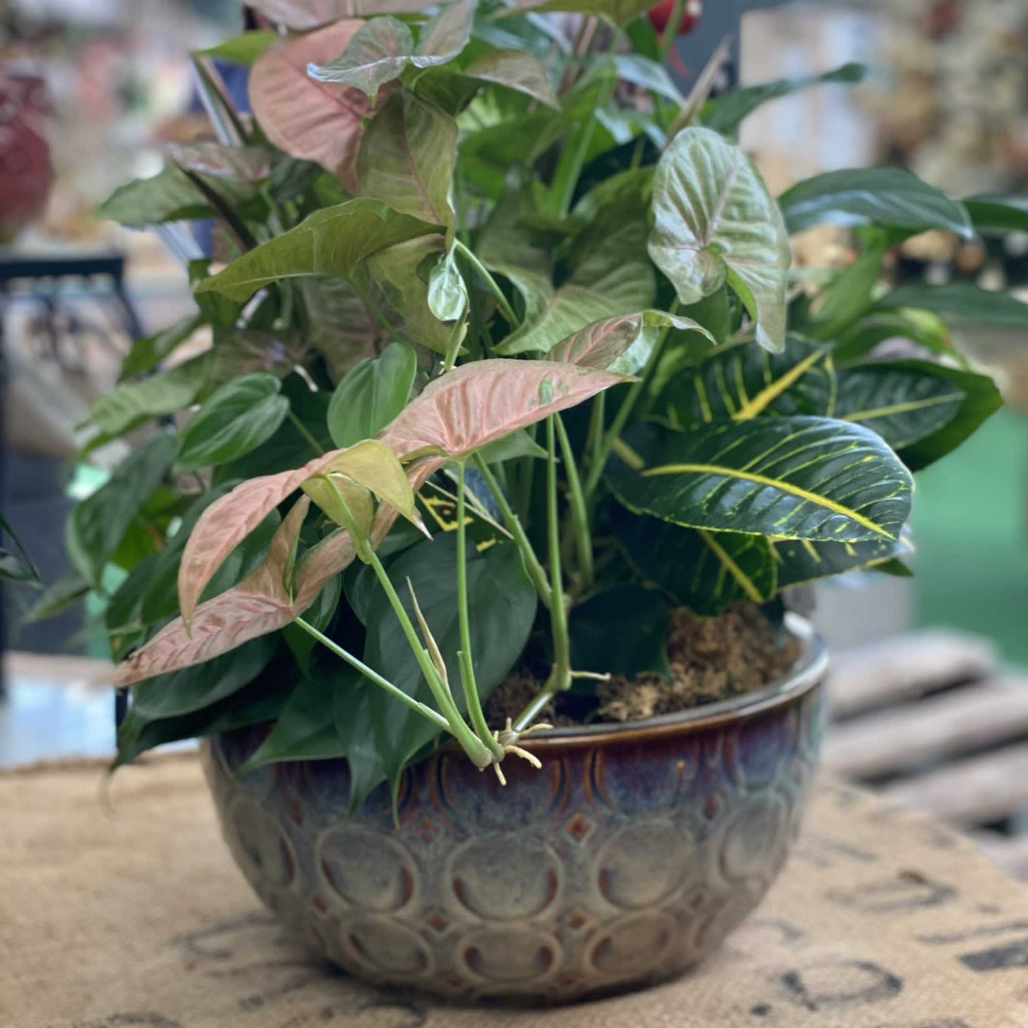 Potted leafy plant with pink and green variegated leaves in a ceramic bowl