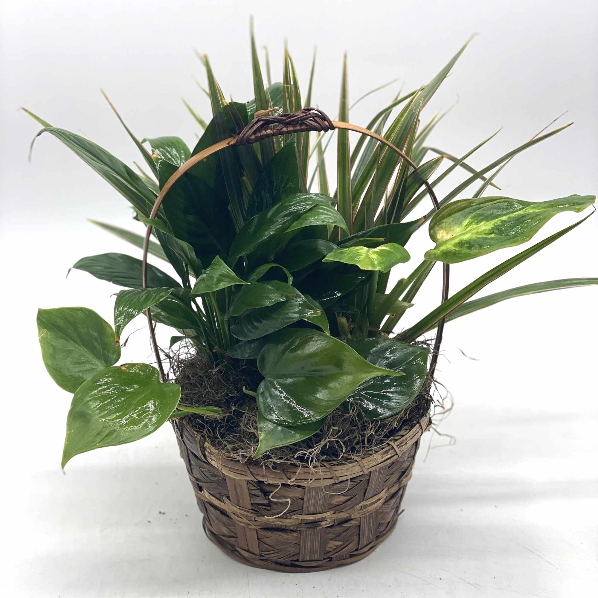 Basket planter with assorted green houseplants