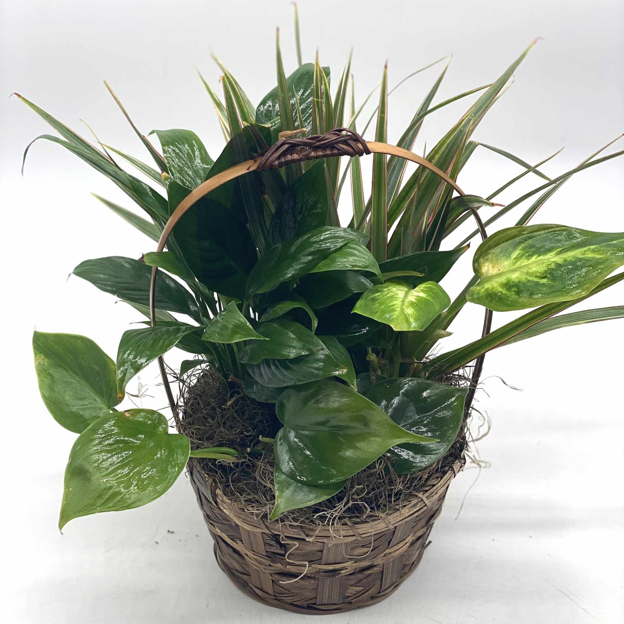 Basket planter with assorted green houseplants and long variegated leaves